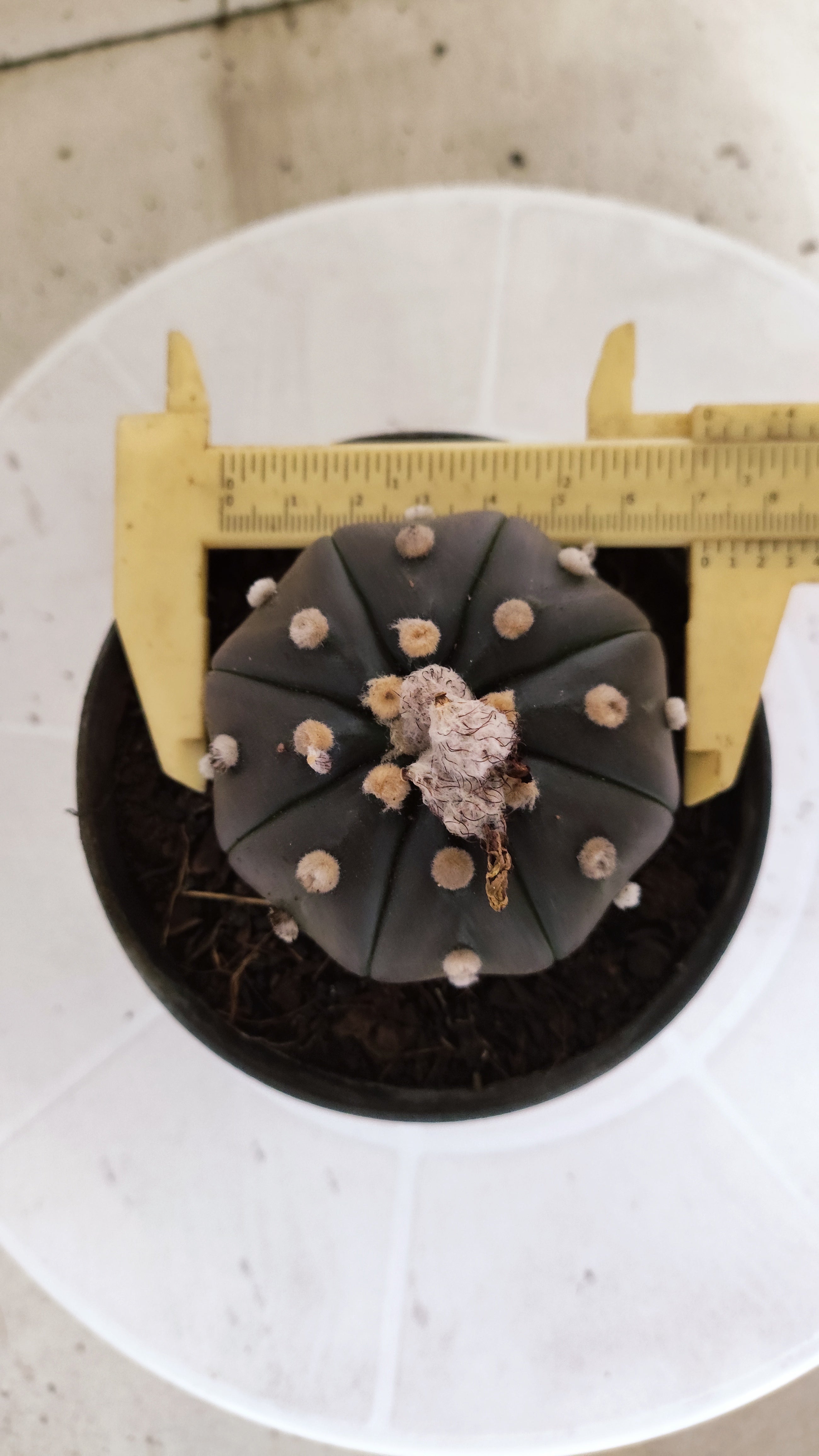 ASTROPHYTUM ASTERIAS  "Purple" STAR SHAPE Nº 1262 – vaso 11