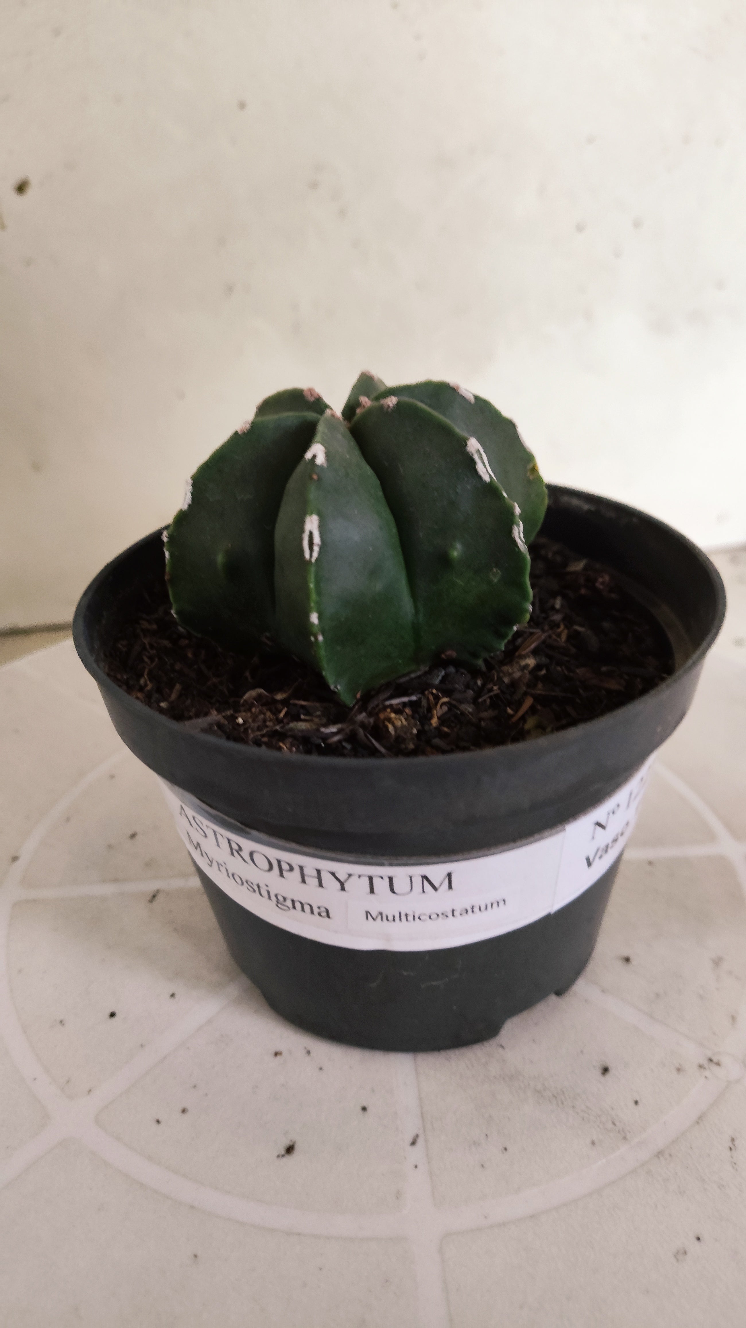 ASTROPHYTUM MYRIOSTIGMA "Multicostatum NUDUM" Nº 1225 – vaso 11