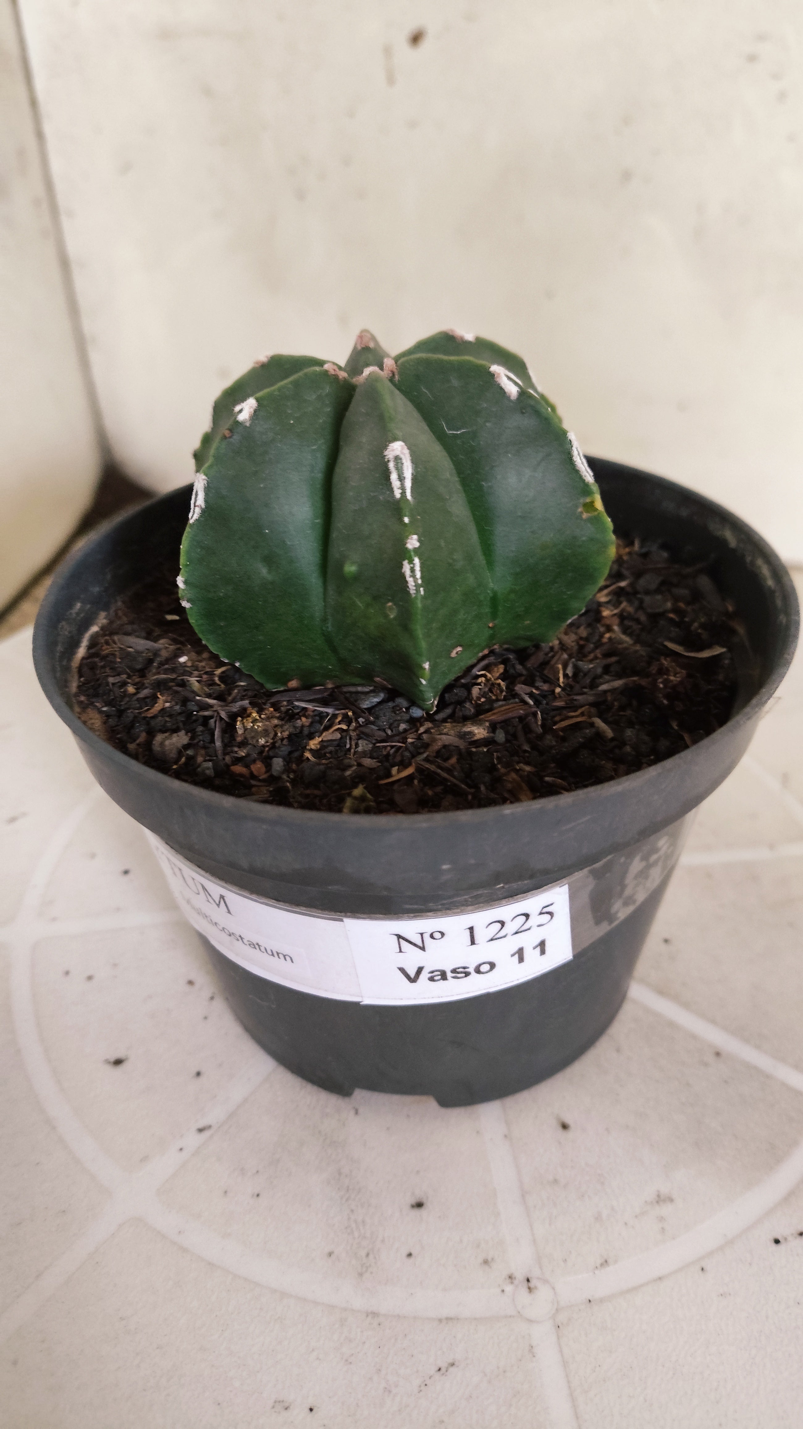 ASTROPHYTUM MYRIOSTIGMA "Multicostatum NUDUM" Nº 1225 – vaso 11