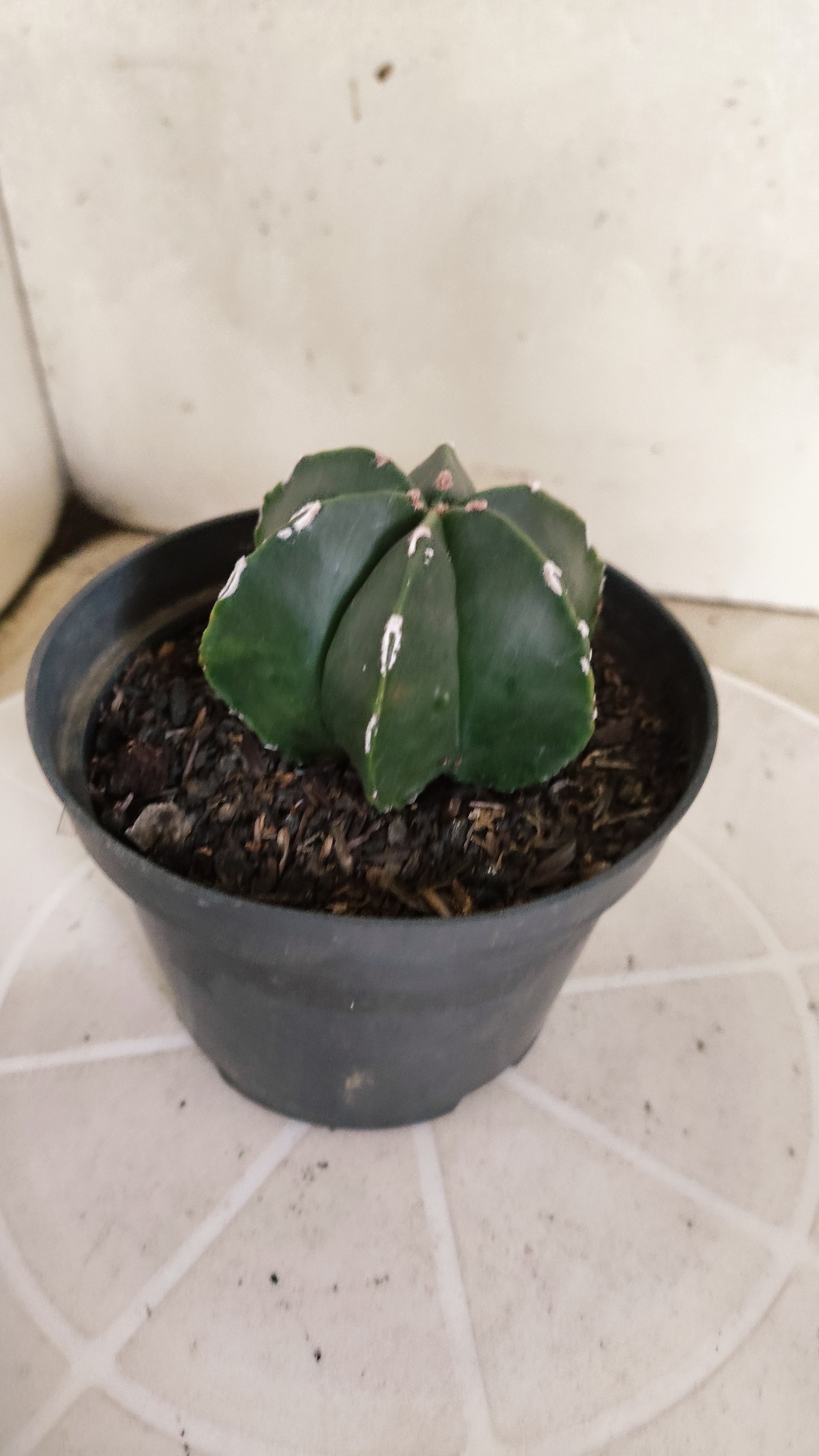 ASTROPHYTUM MYRIOSTIGMA "Multicostatum NUDUM" Nº 1225 – vaso 11