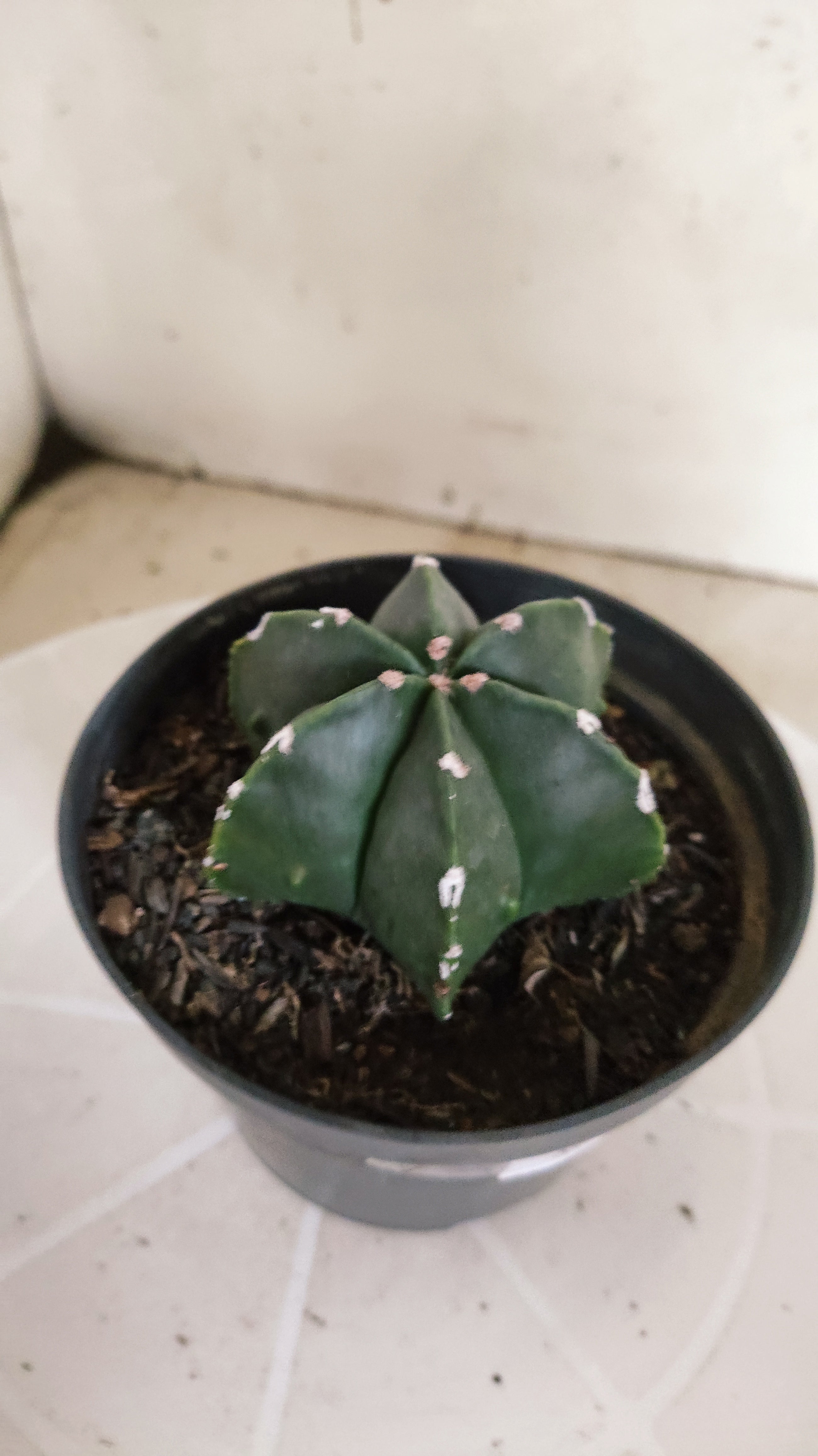 ASTROPHYTUM MYRIOSTIGMA "Multicostatum NUDUM" Nº 1225 – vaso 11