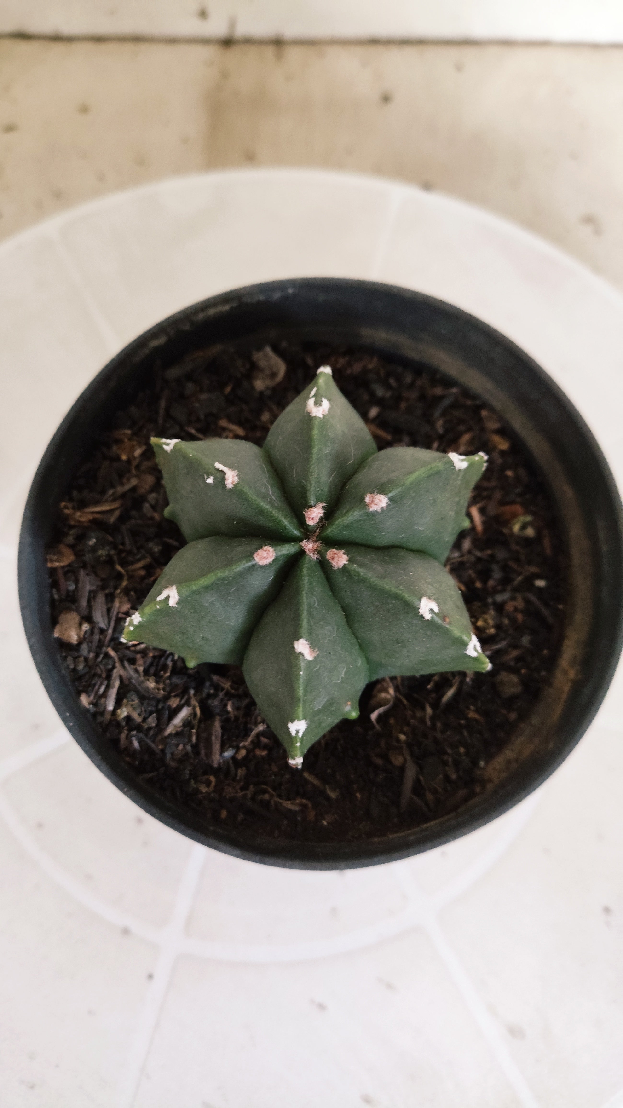 ASTROPHYTUM MYRIOSTIGMA "Multicostatum NUDUM" Nº 1225 – vaso 11