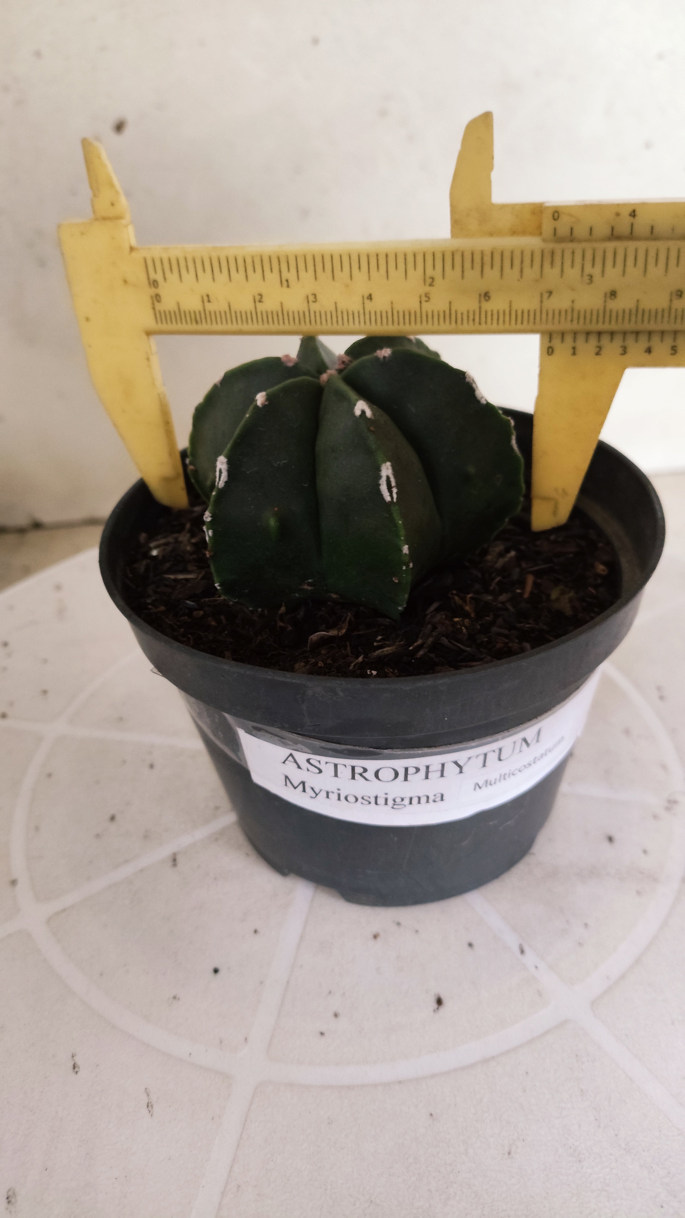 ASTROPHYTUM MYRIOSTIGMA "Multicostatum NUDUM" Nº 1225 – vaso 11