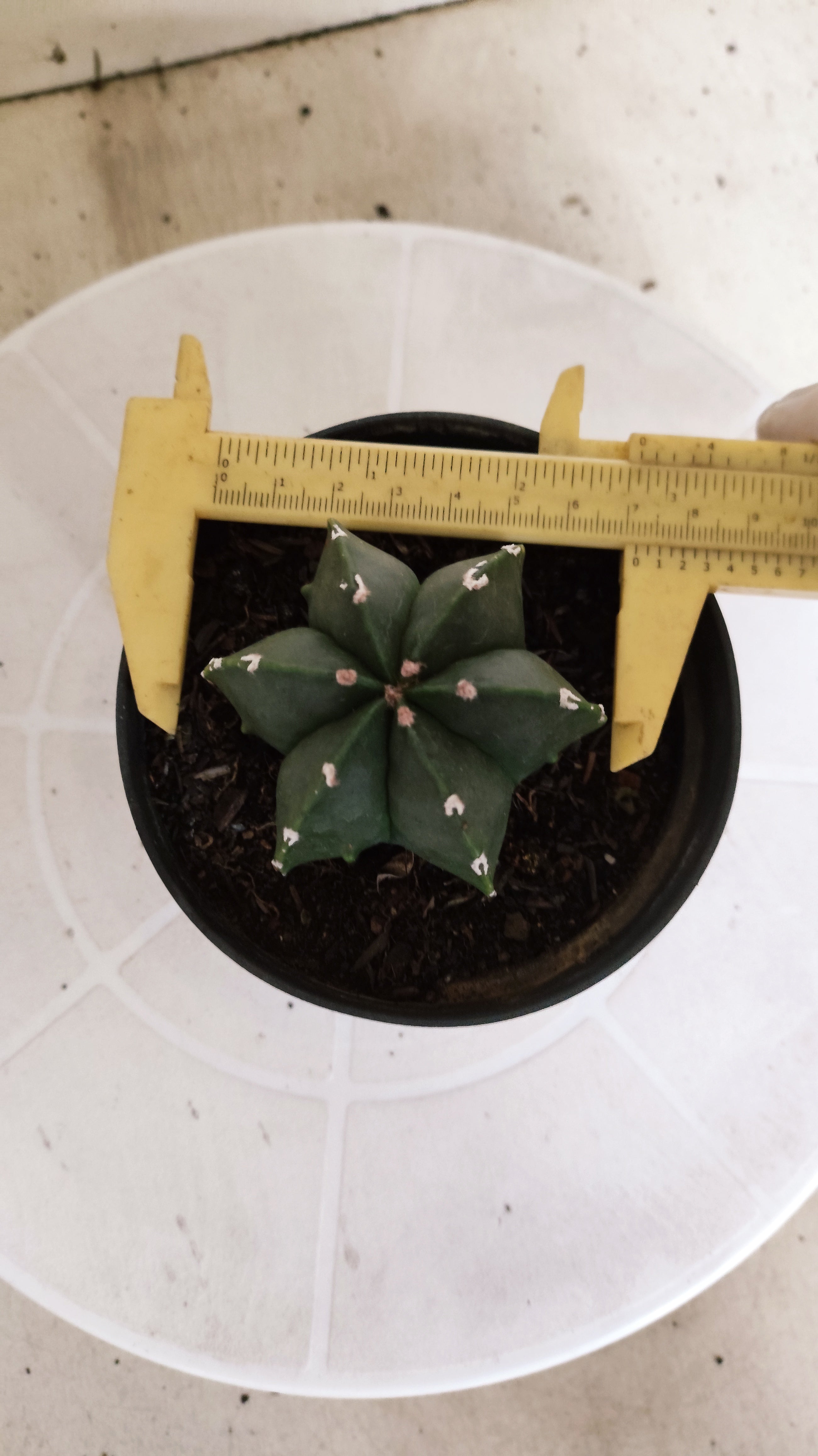 ASTROPHYTUM MYRIOSTIGMA "Multicostatum NUDUM" Nº 1225 – vaso 11