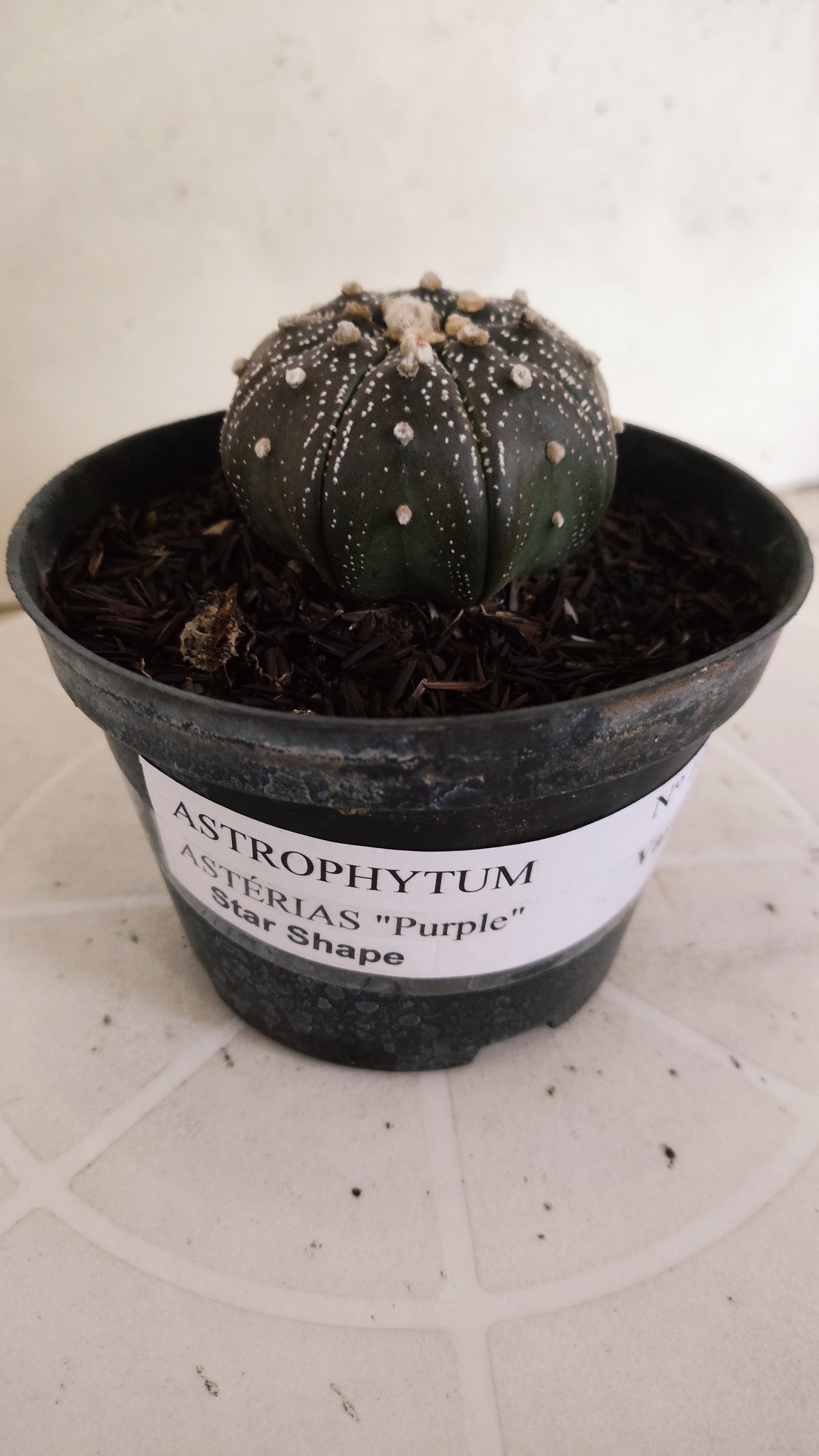 MATRIZ ASTROPHYTUM ASTÉRIAS "Purple - Star Shape" Nº 1063 – vaso 11