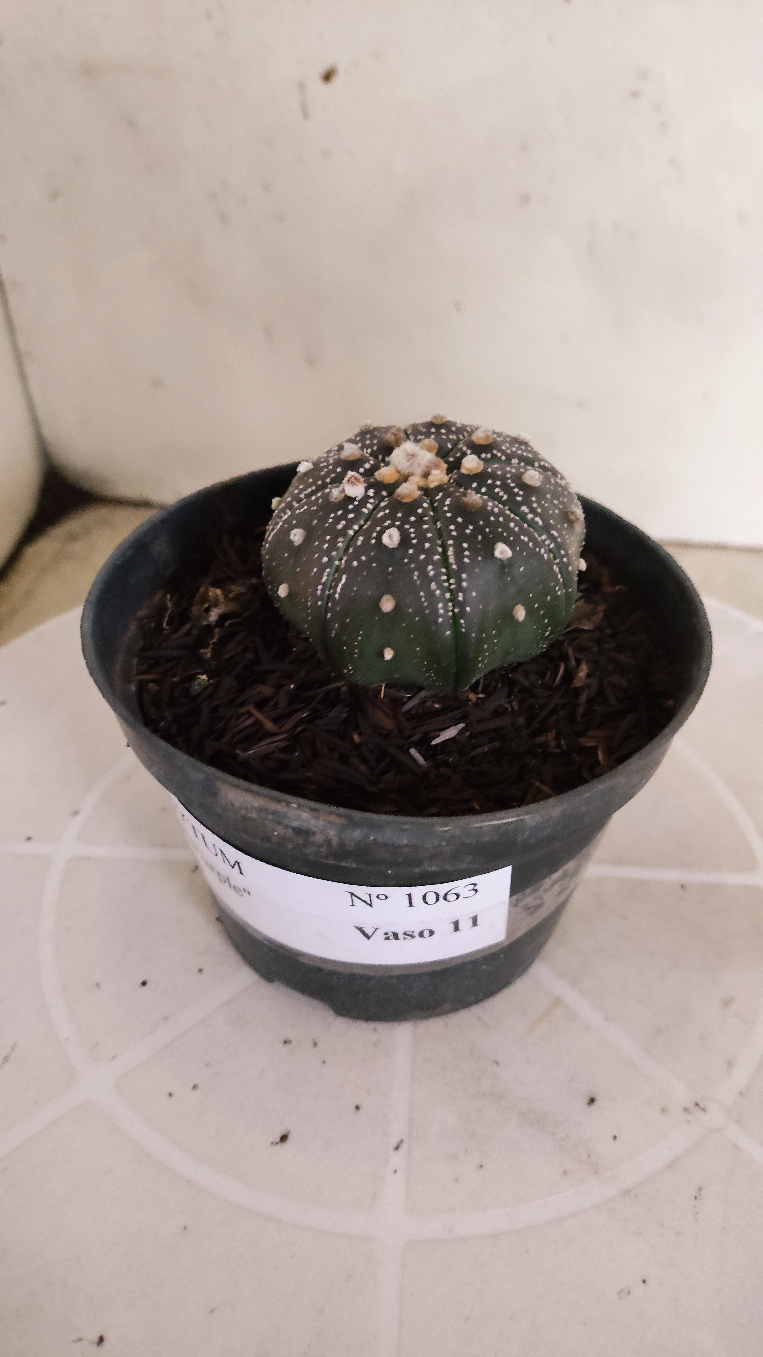 MATRIZ ASTROPHYTUM ASTÉRIAS "Purple - Star Shape" Nº 1063 – vaso 11