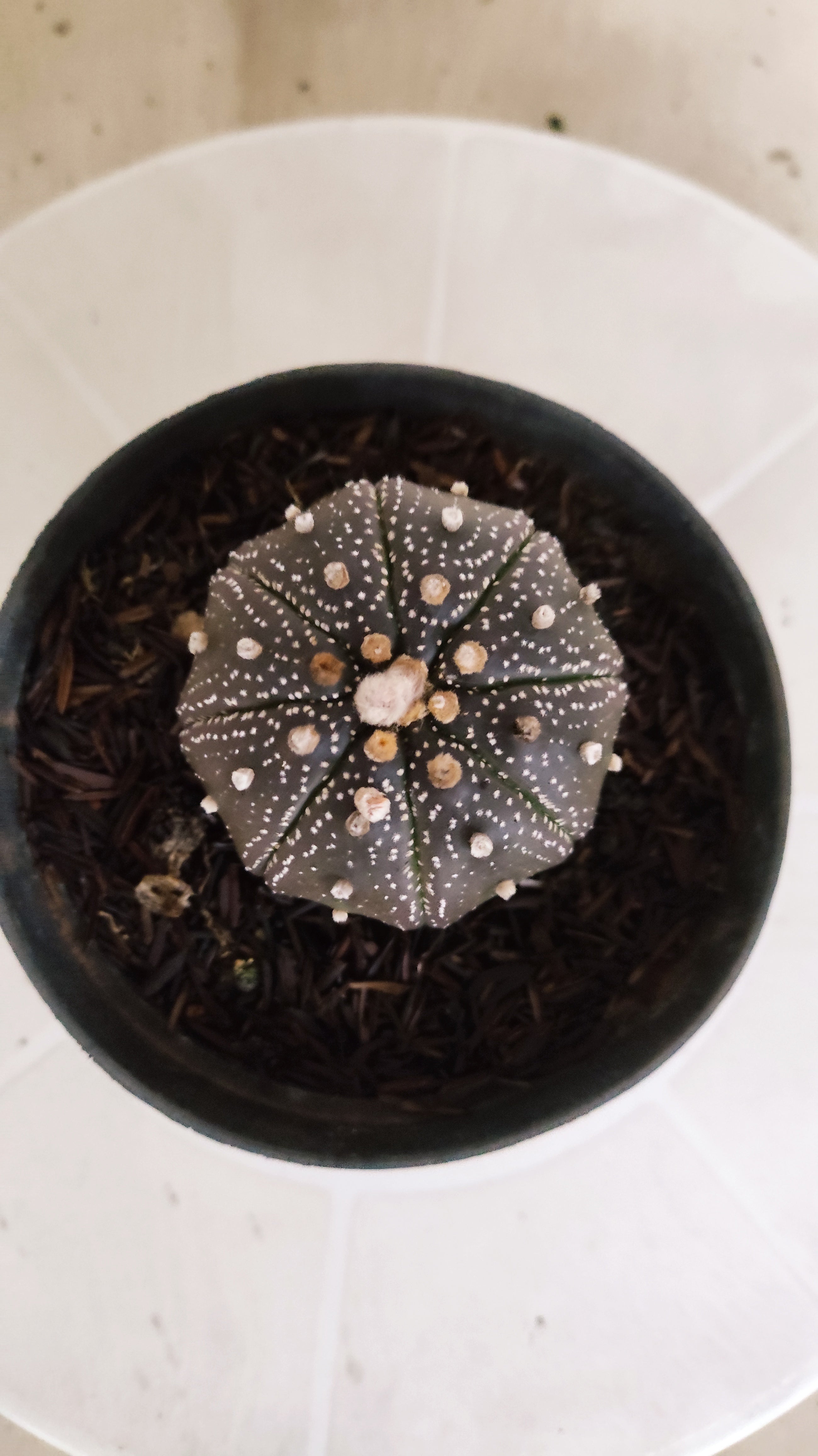 MATRIZ ASTROPHYTUM ASTÉRIAS "Purple - Star Shape" Nº 1063 – vaso 11