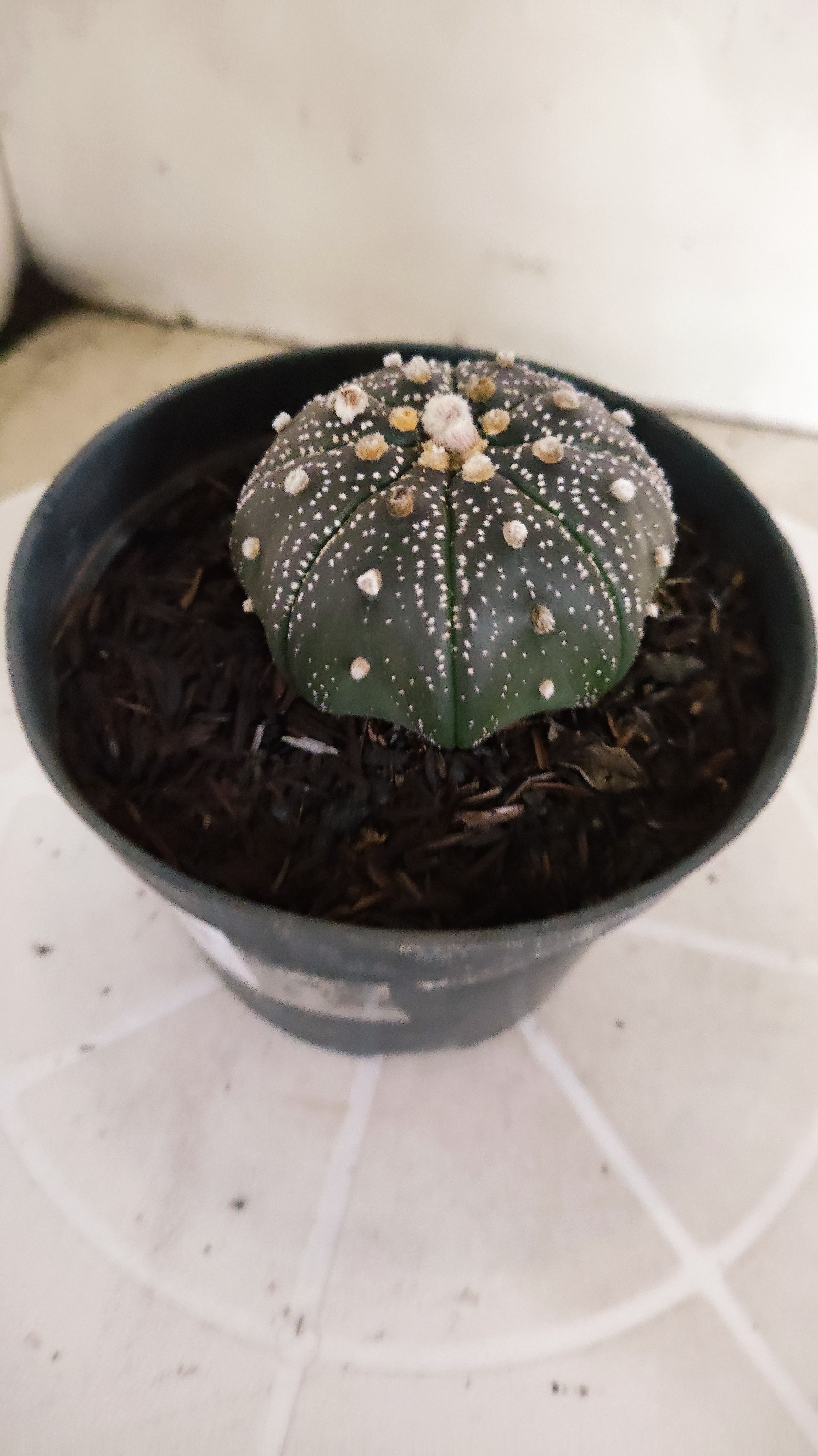 MATRIZ ASTROPHYTUM ASTÉRIAS "Purple - Star Shape" Nº 1063 – vaso 11