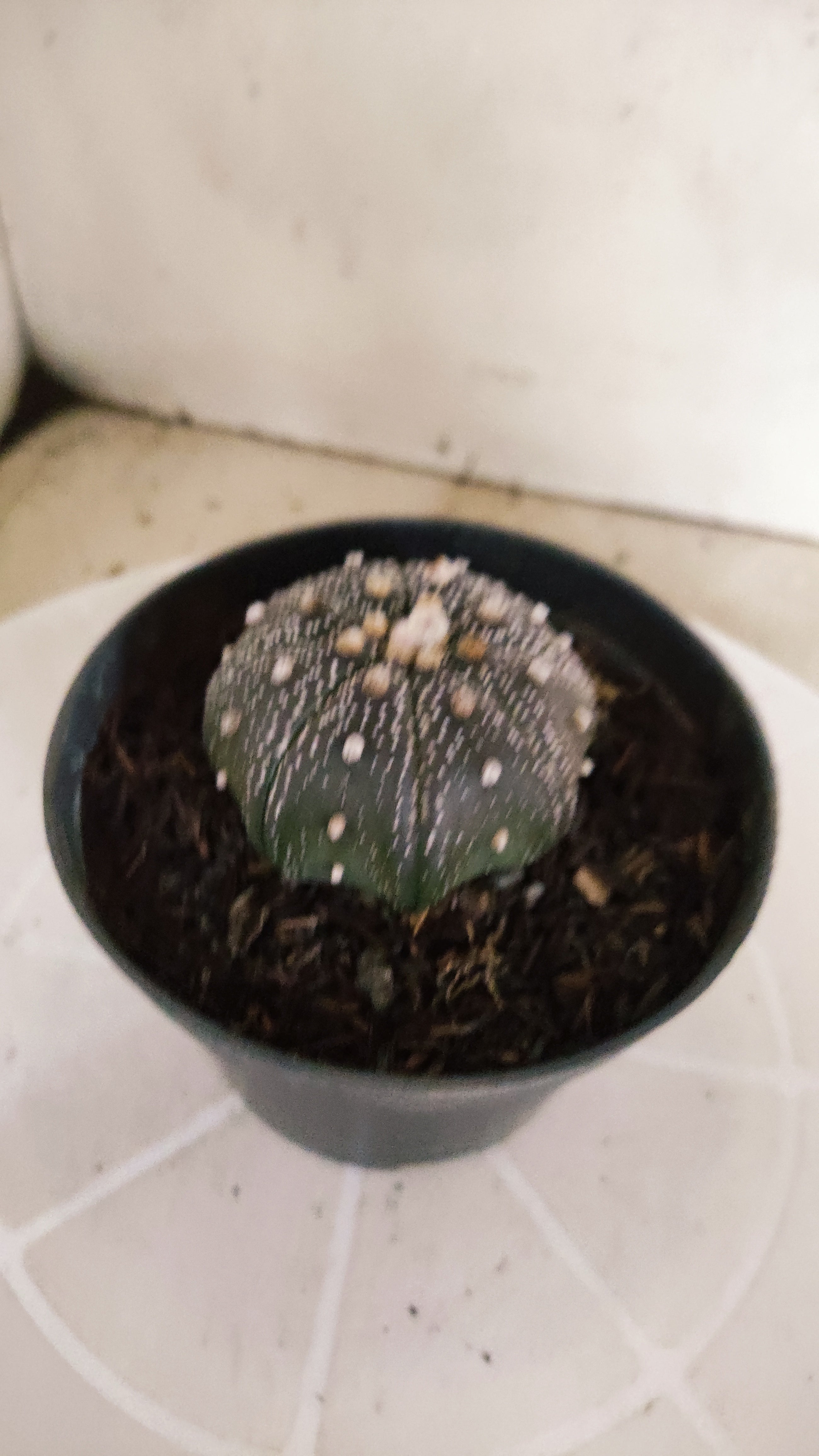 MATRIZ ASTROPHYTUM ASTÉRIAS "Purple - Star Shape" Nº 1063 – vaso 11