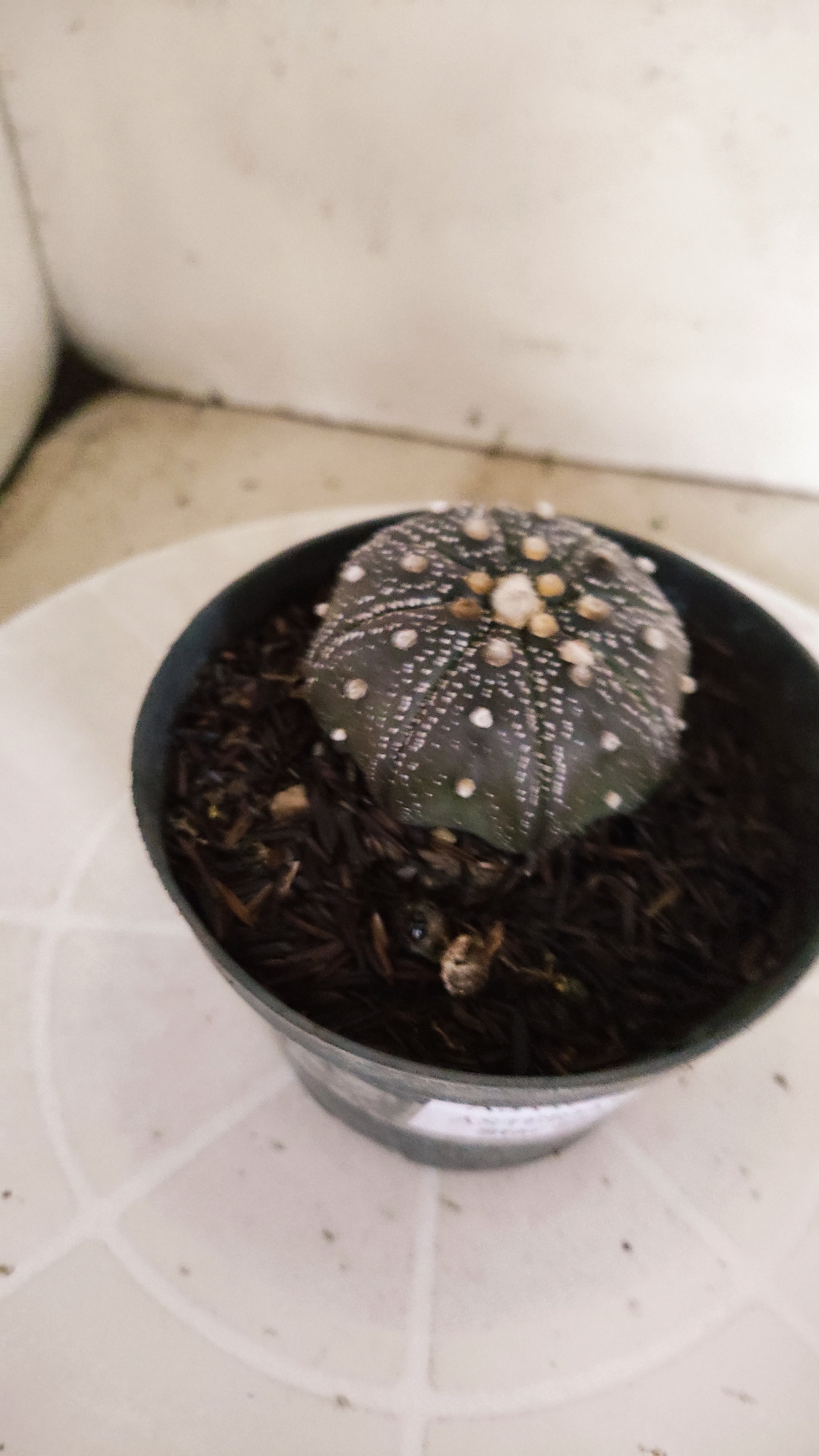 MATRIZ ASTROPHYTUM ASTÉRIAS "Purple - Star Shape" Nº 1063 – vaso 11