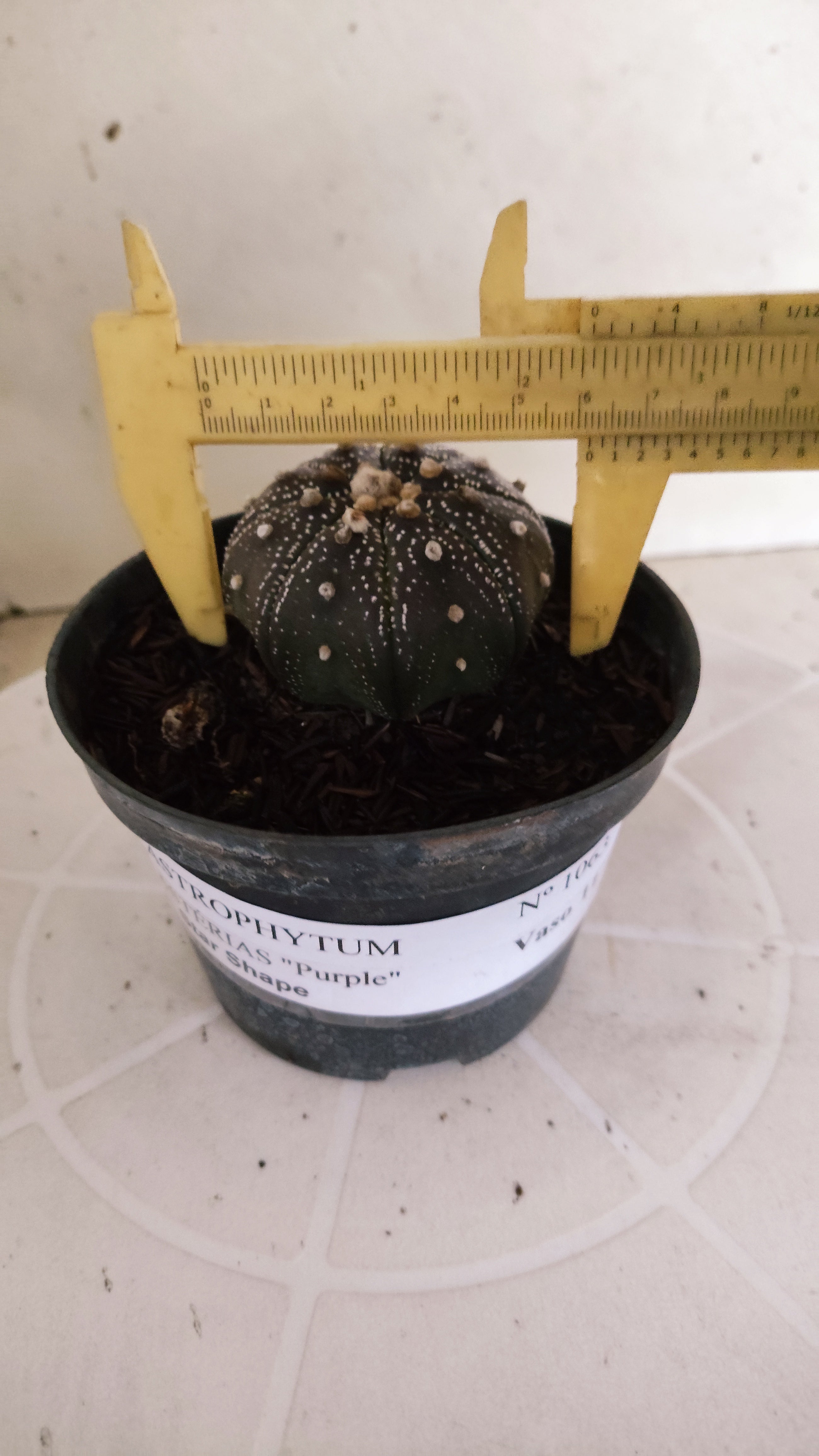 MATRIZ ASTROPHYTUM ASTÉRIAS "Purple - Star Shape" Nº 1063 – vaso 11