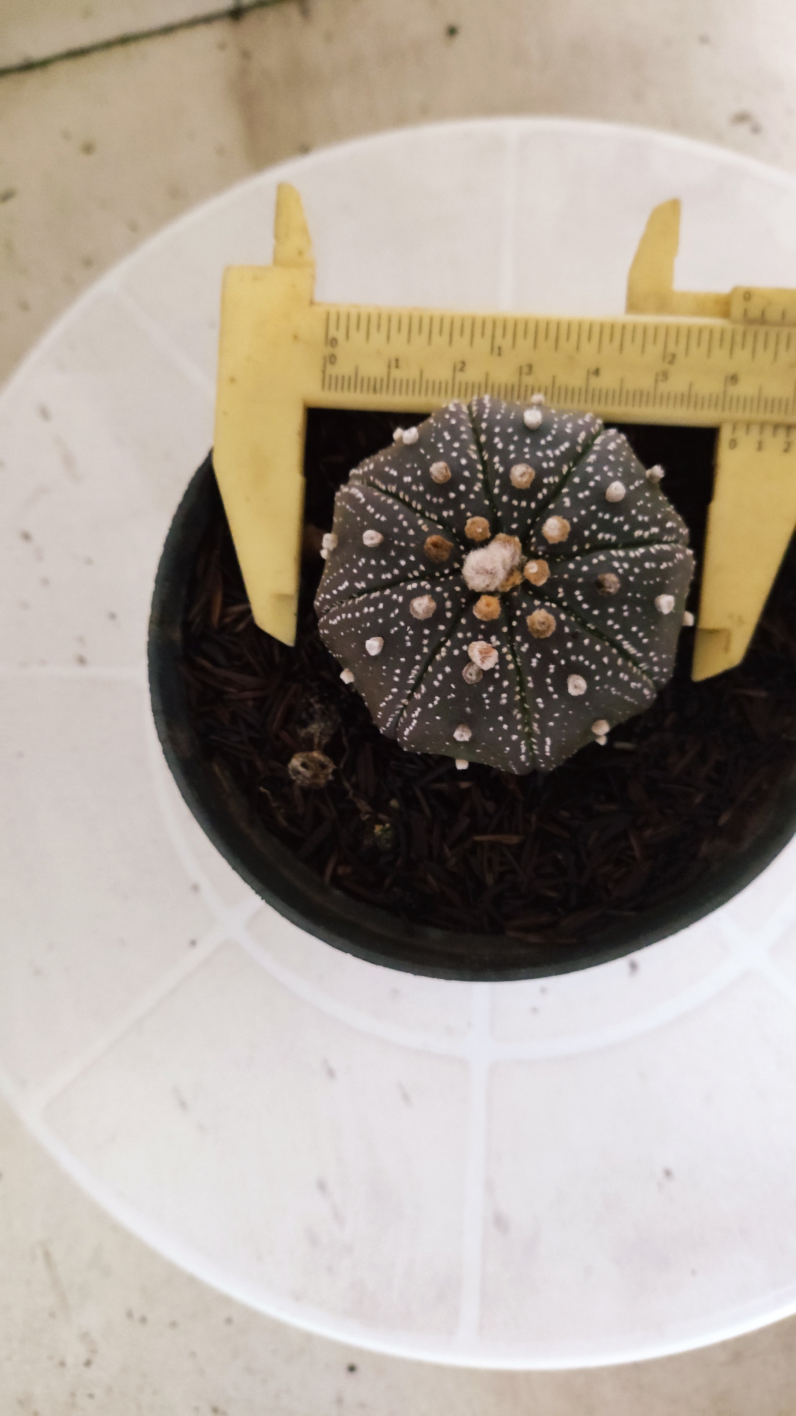 MATRIZ ASTROPHYTUM ASTÉRIAS "Purple - Star Shape" Nº 1063 – vaso 11