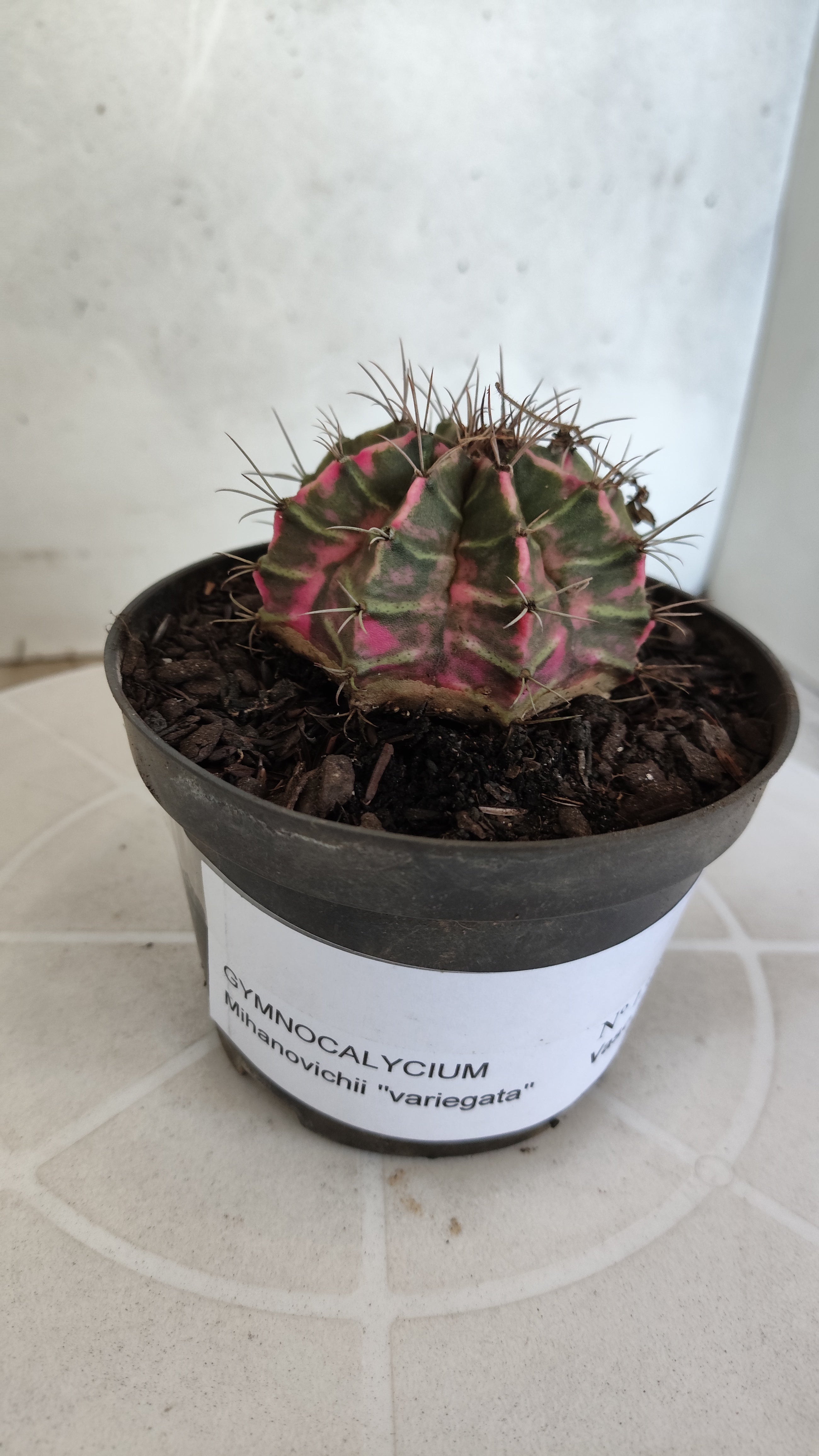 MATRIZ Gymnocalycium Mihanovichii “Variegata” Nº 1310 – vaso 11