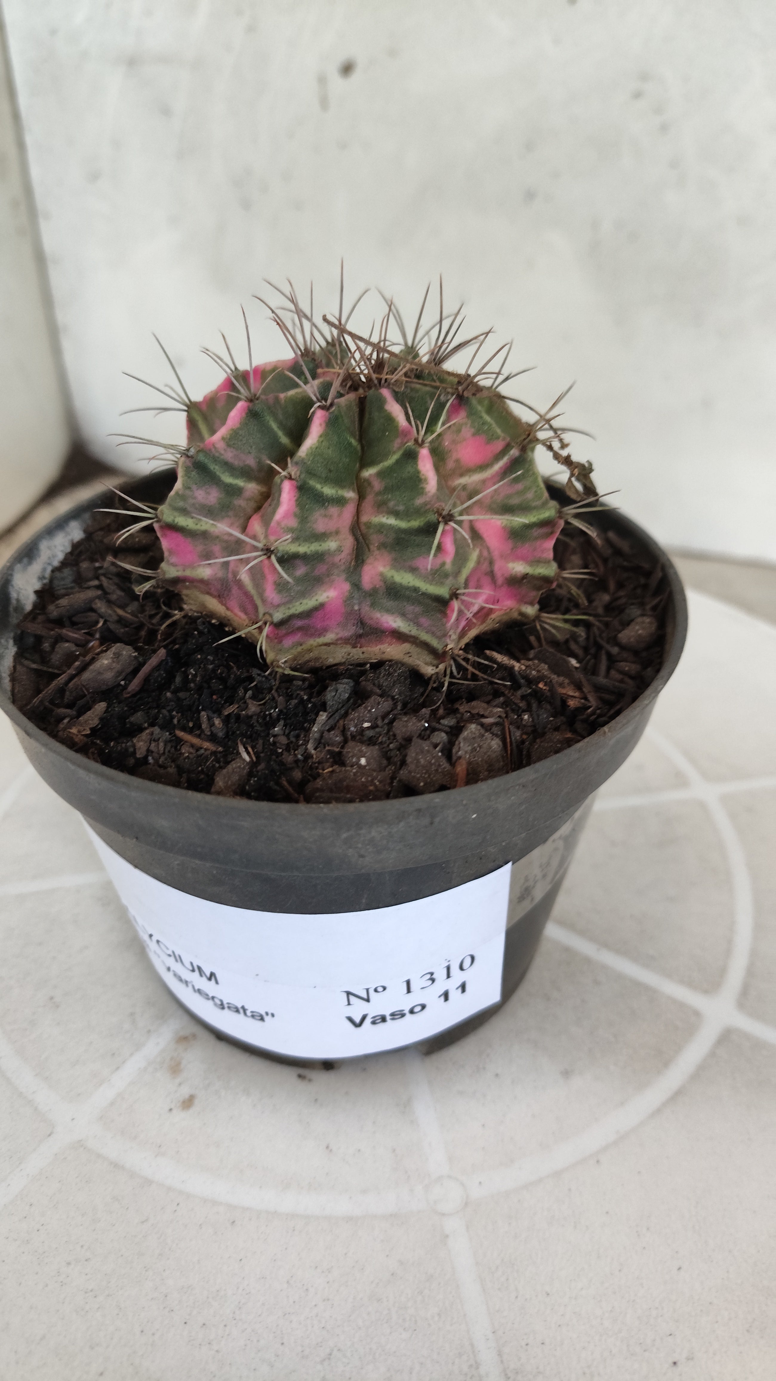 MATRIZ Gymnocalycium Mihanovichii “Variegata” Nº 1310 – vaso 11
