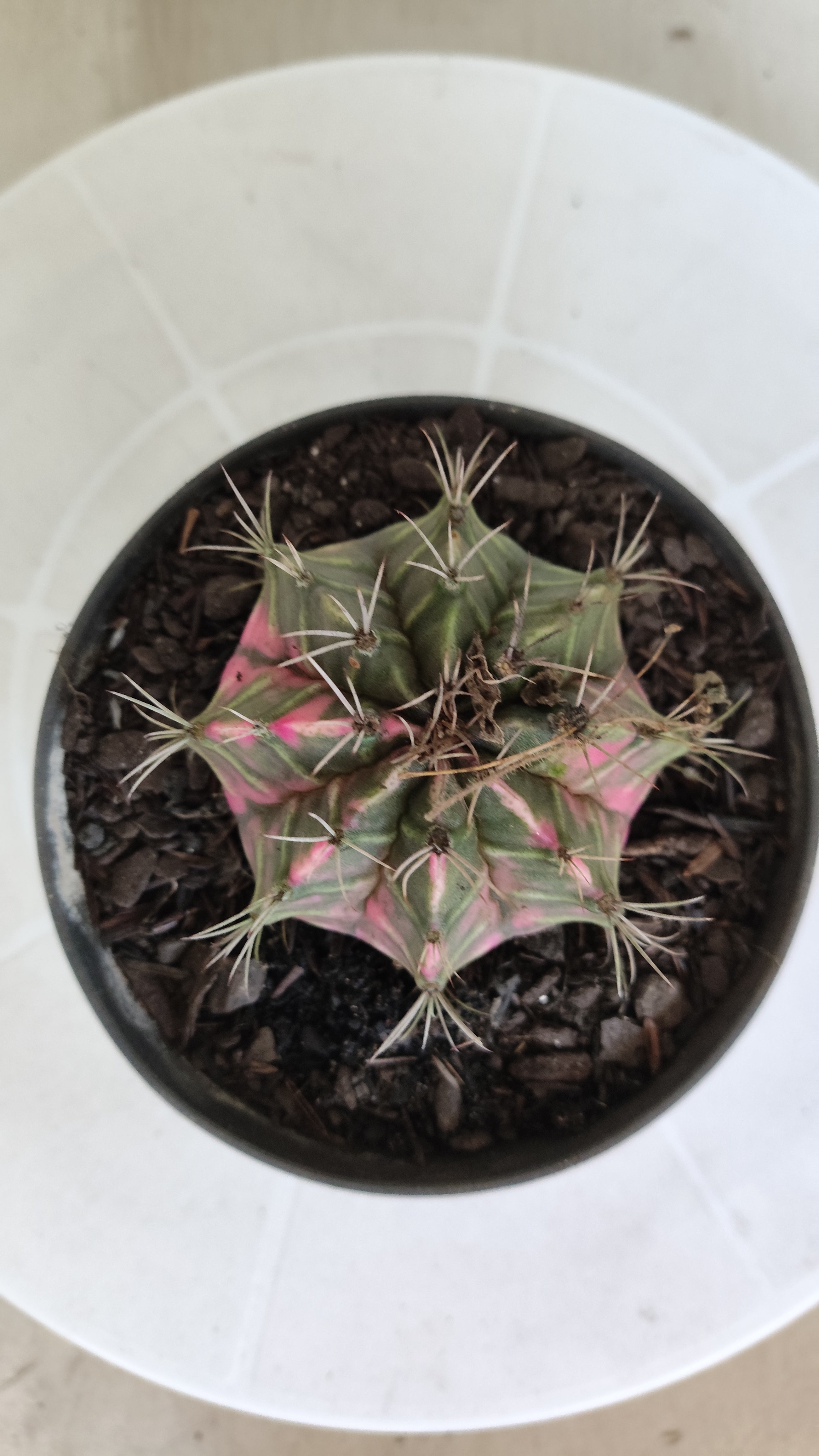MATRIZ Gymnocalycium Mihanovichii “Variegata” Nº 1310 – vaso 11