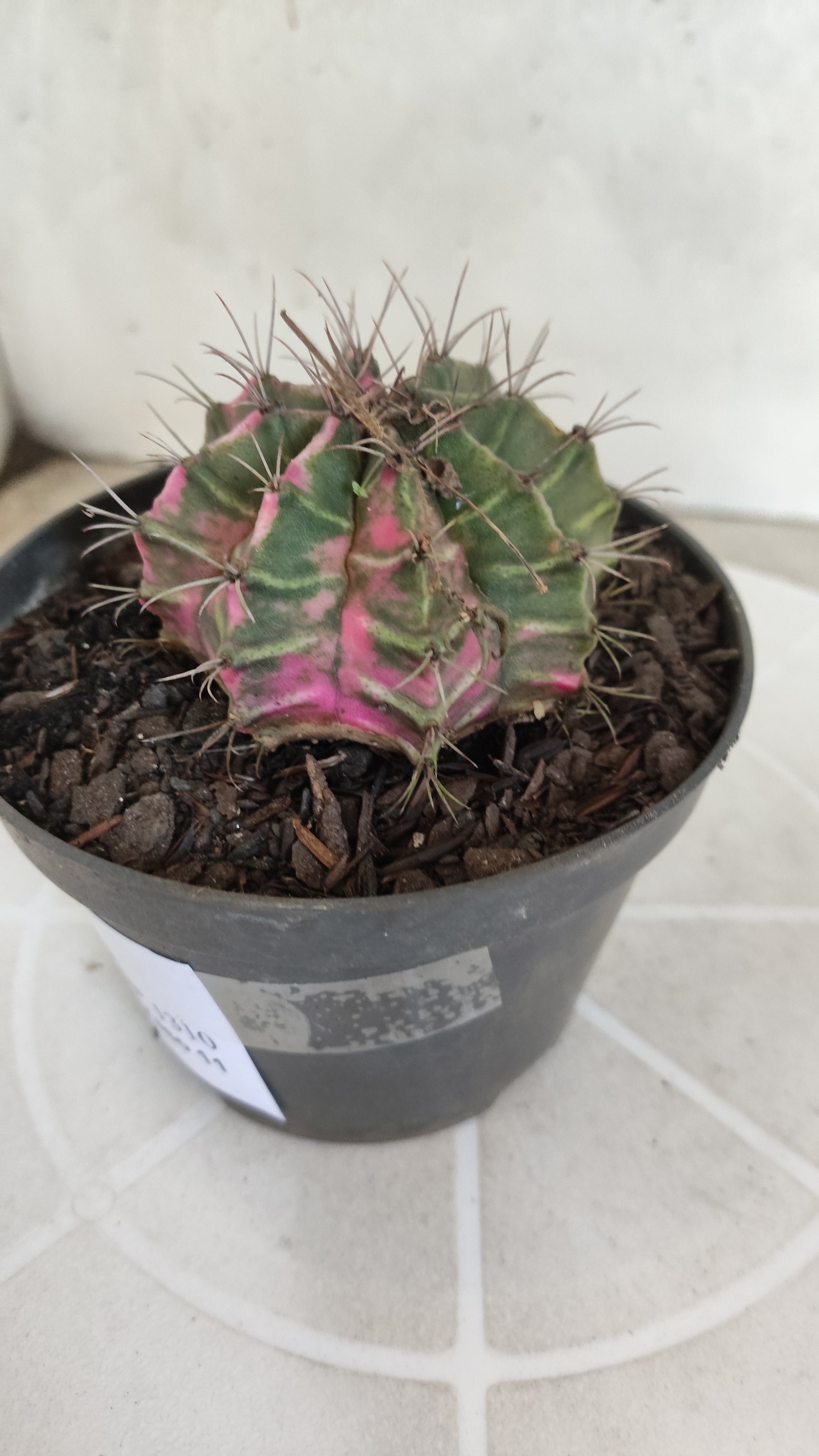 MATRIZ Gymnocalycium Mihanovichii “Variegata” Nº 1310 – vaso 11