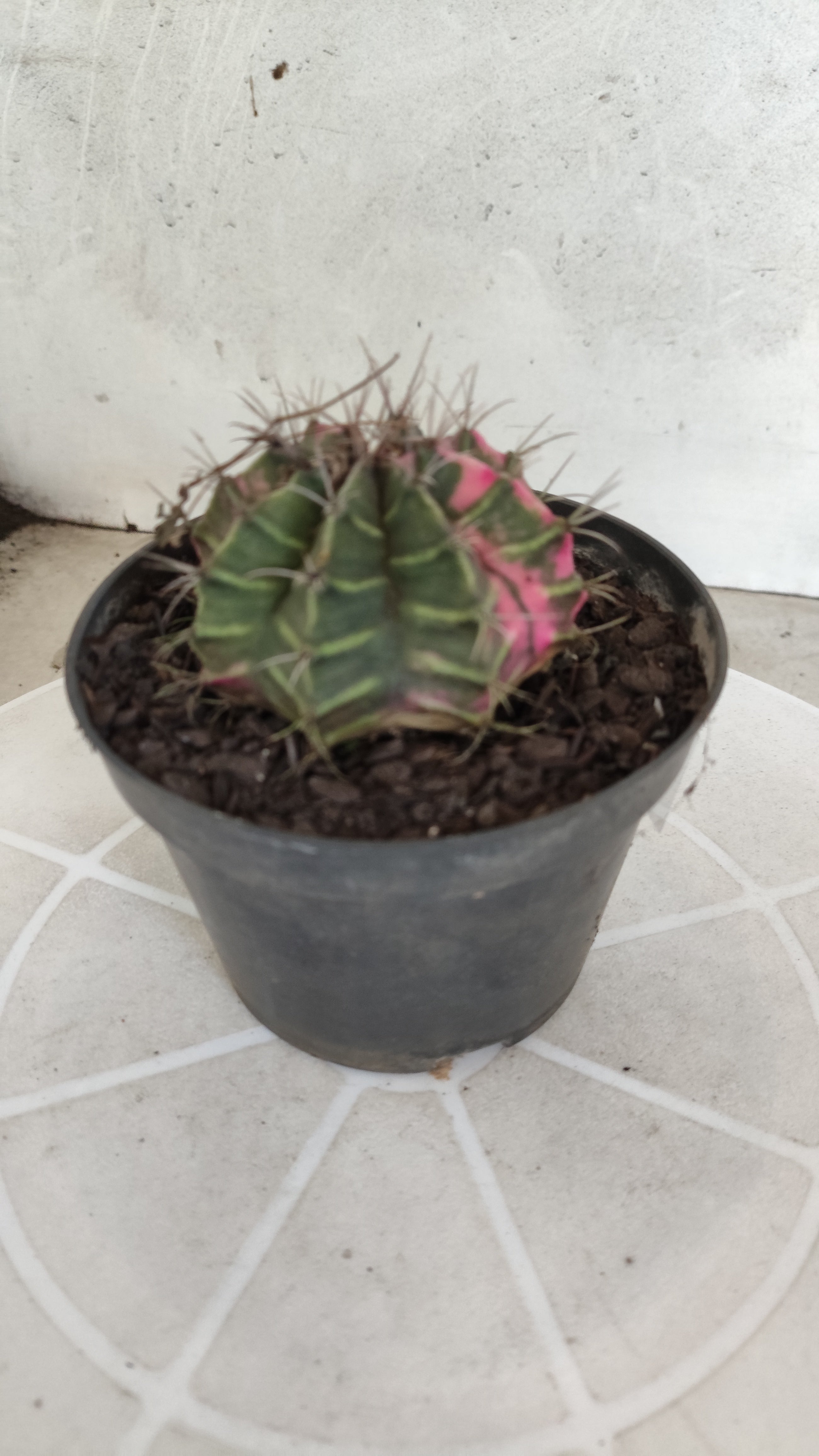 MATRIZ Gymnocalycium Mihanovichii “Variegata” Nº 1310 – vaso 11