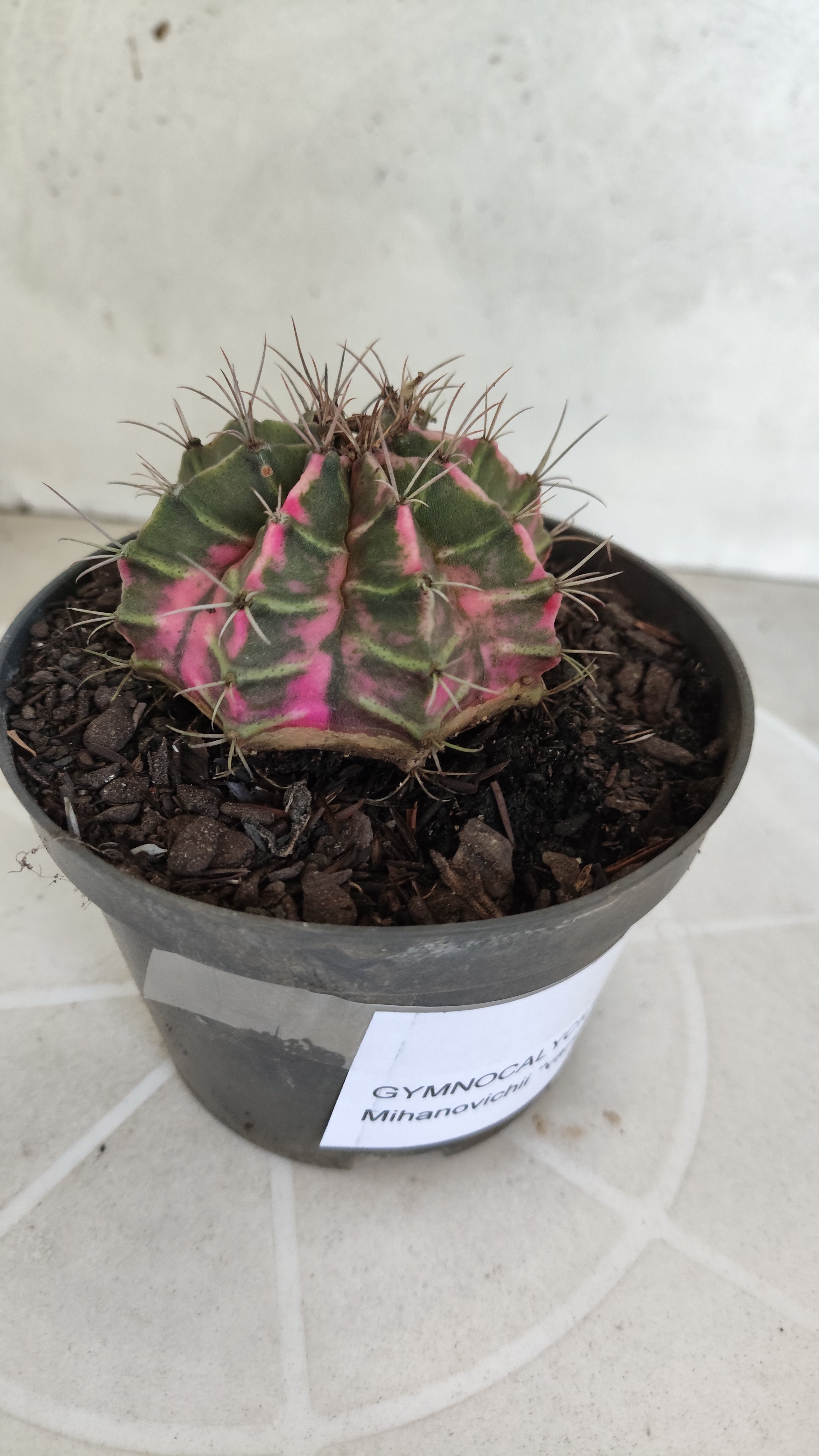 MATRIZ Gymnocalycium Mihanovichii “Variegata” Nº 1310 – vaso 11