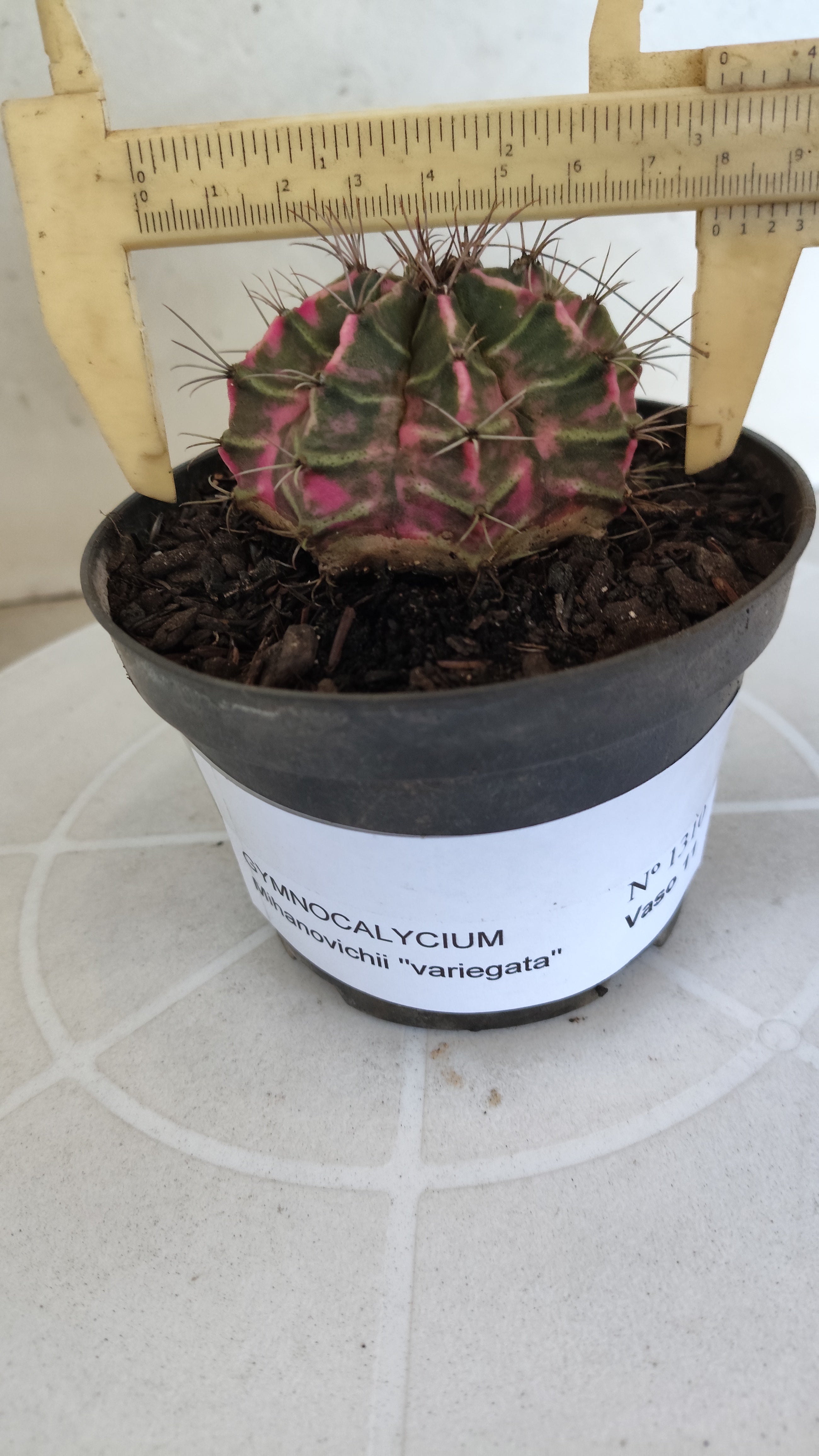 MATRIZ Gymnocalycium Mihanovichii “Variegata” Nº 1310 – vaso 11