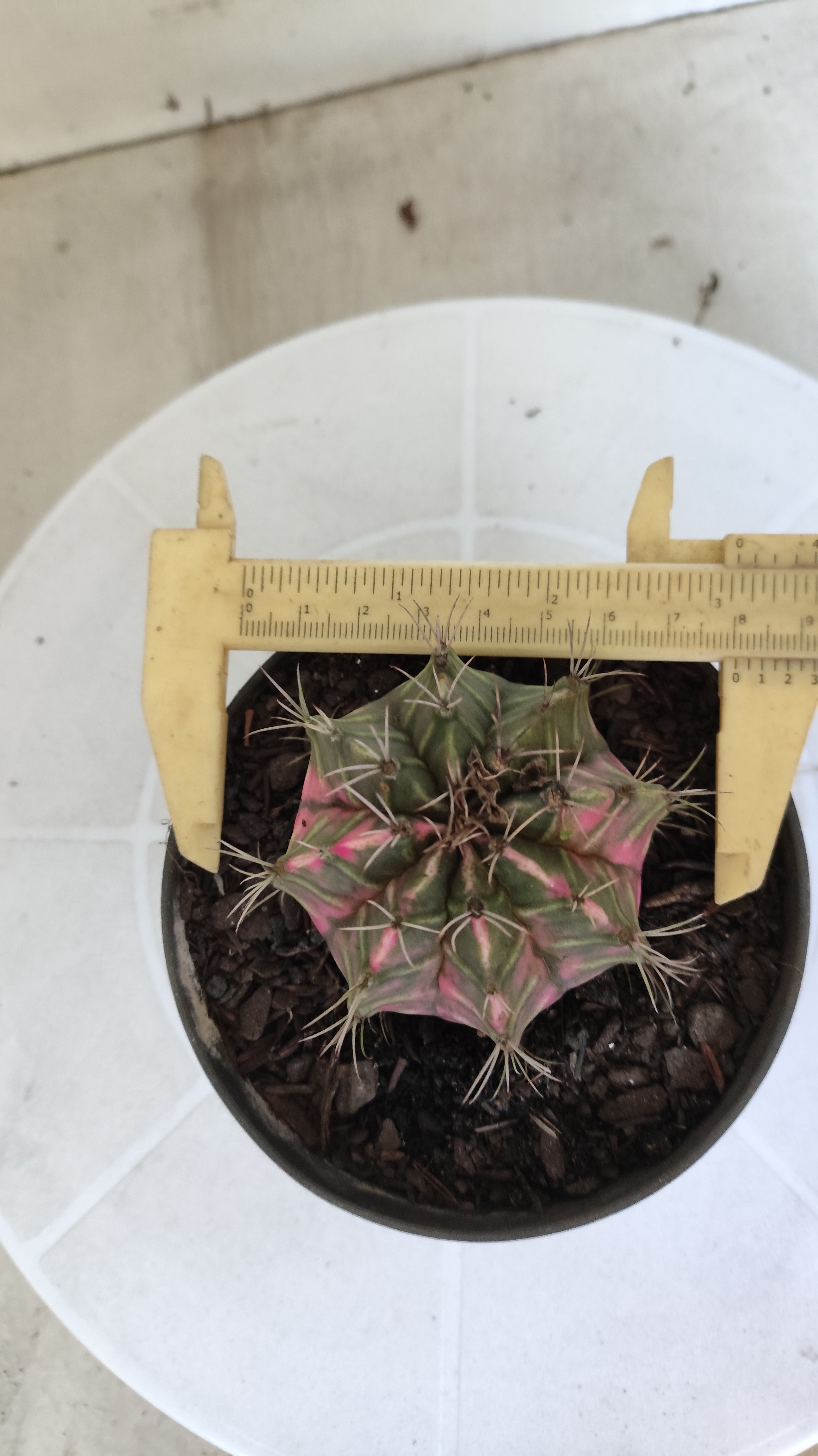 MATRIZ Gymnocalycium Mihanovichii “Variegata” Nº 1310 – vaso 11