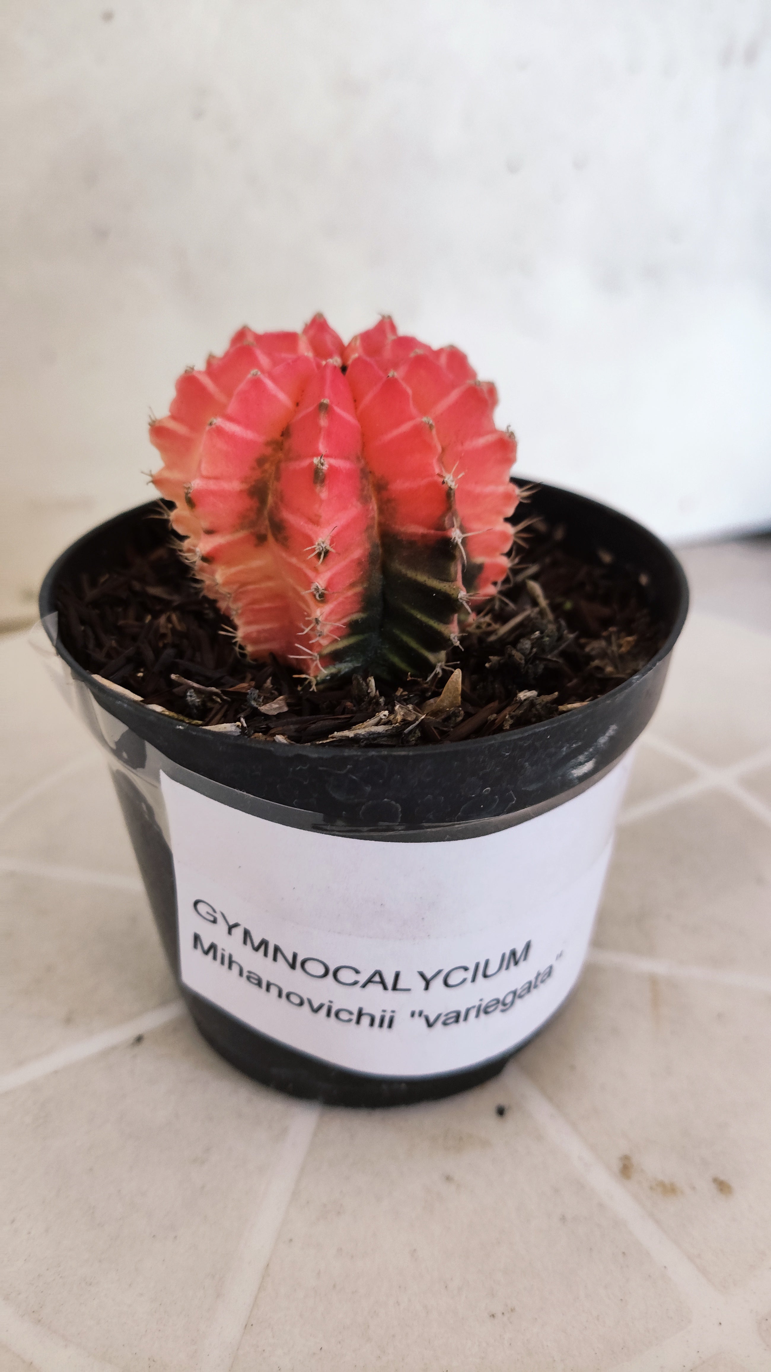 MATRIZ Gymnocalycium Mihanovichii “Variegata” Nº 1311 – vaso 09