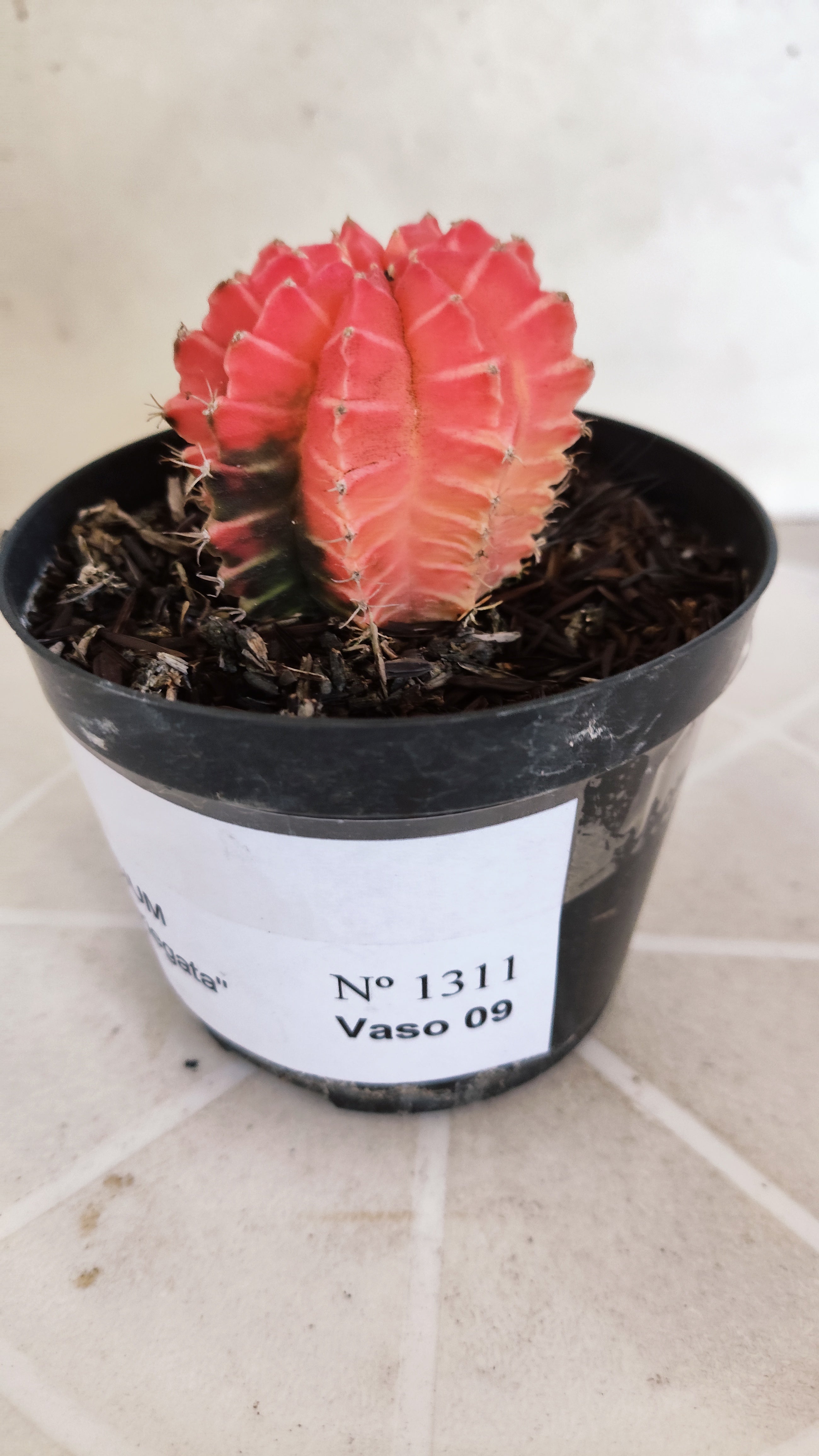 MATRIZ Gymnocalycium Mihanovichii “Variegata” Nº 1311 – vaso 09