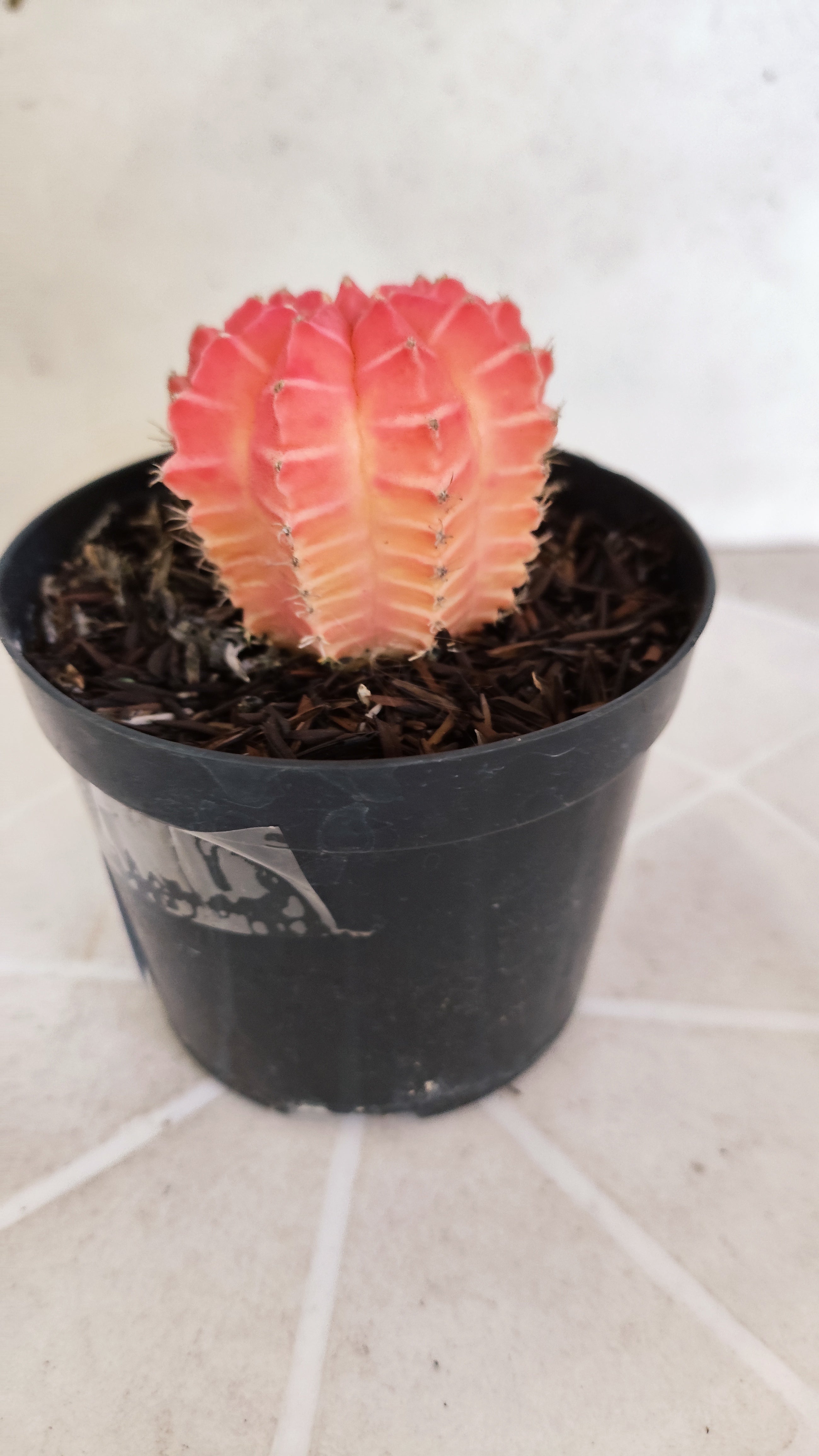MATRIZ Gymnocalycium Mihanovichii “Variegata” Nº 1311 – vaso 09