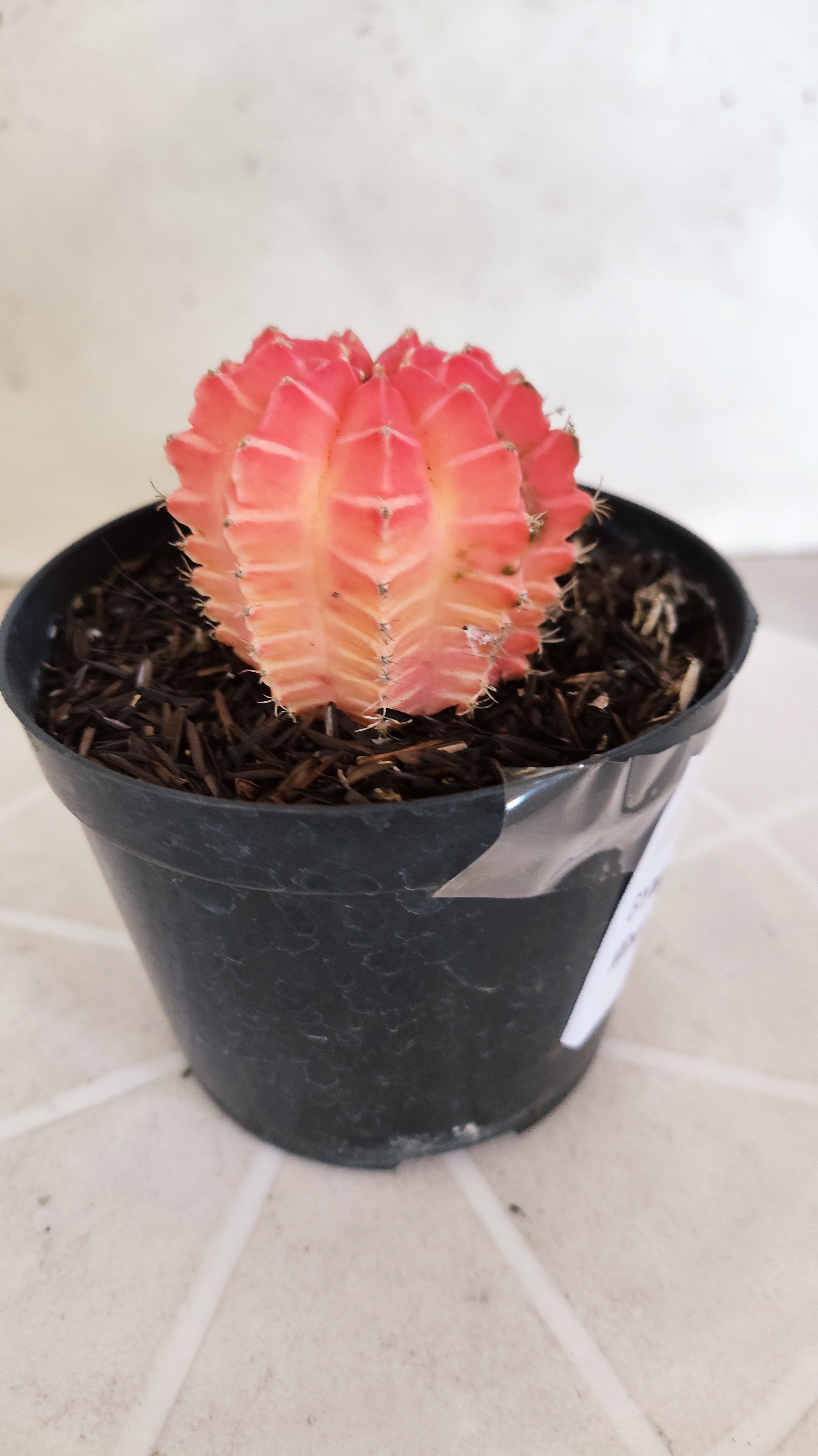 MATRIZ Gymnocalycium Mihanovichii “Variegata” Nº 1311 – vaso 09
