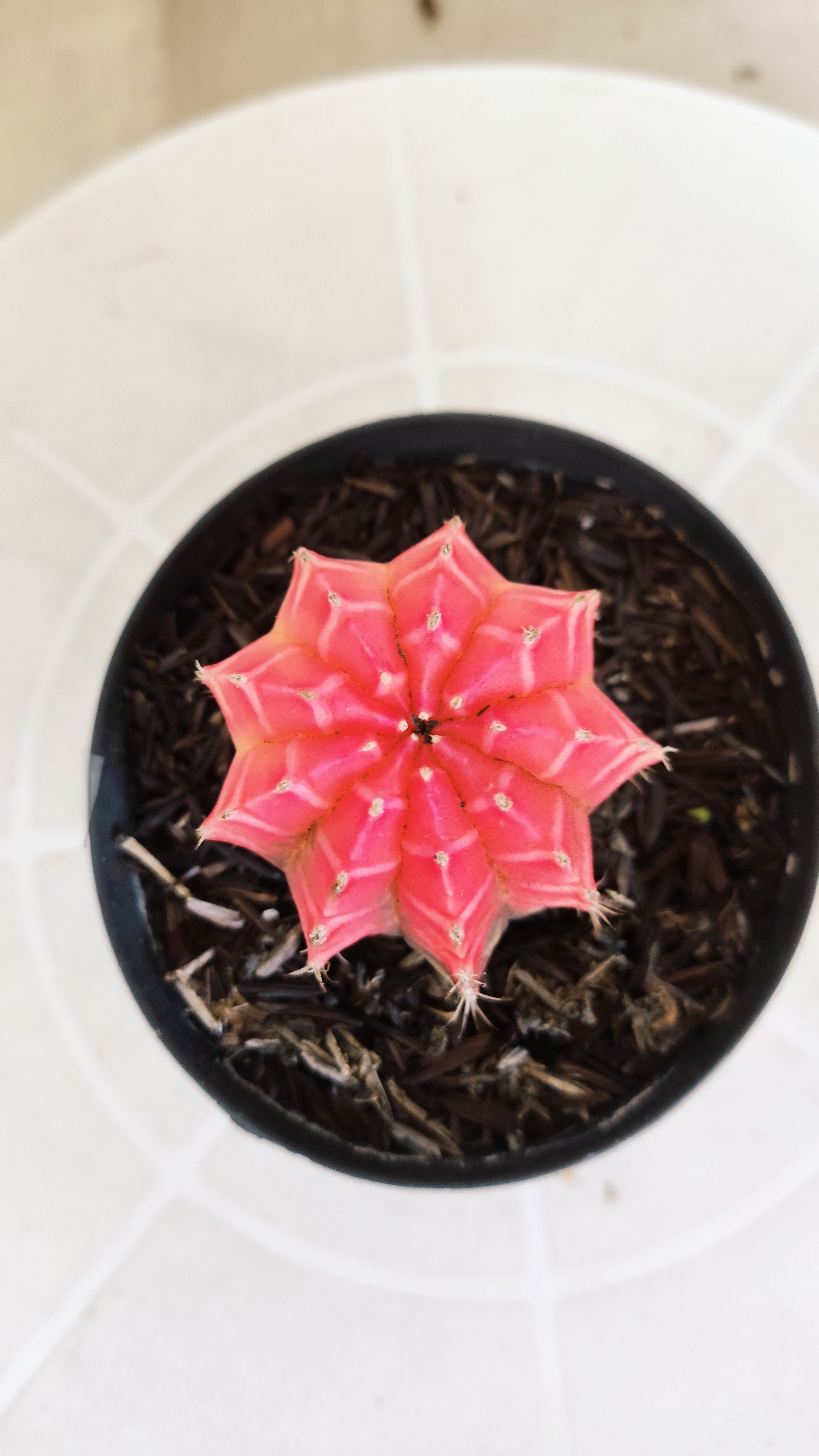 MATRIZ Gymnocalycium Mihanovichii “Variegata” Nº 1311 – vaso 09