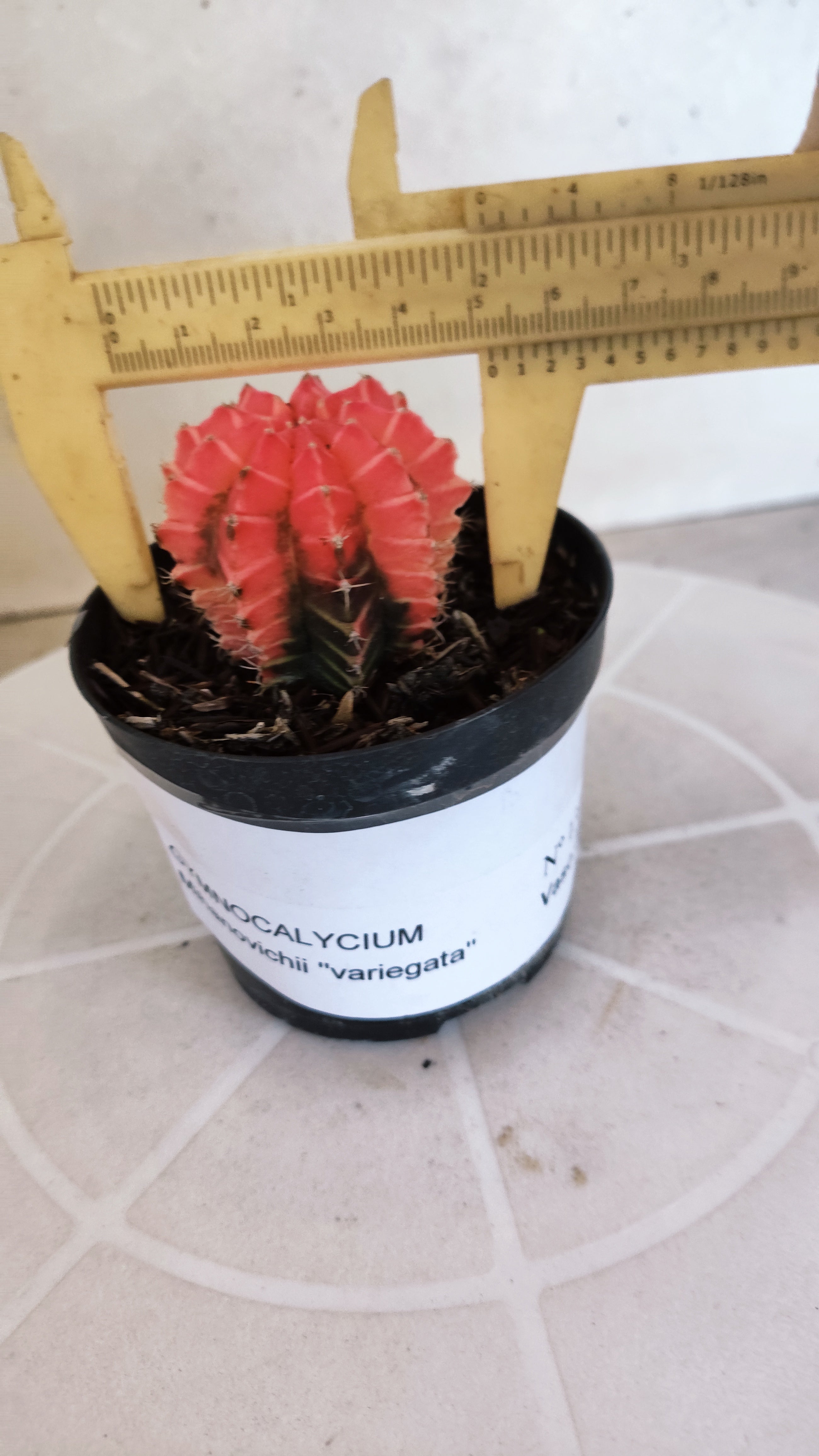 MATRIZ Gymnocalycium Mihanovichii “Variegata” Nº 1311 – vaso 09