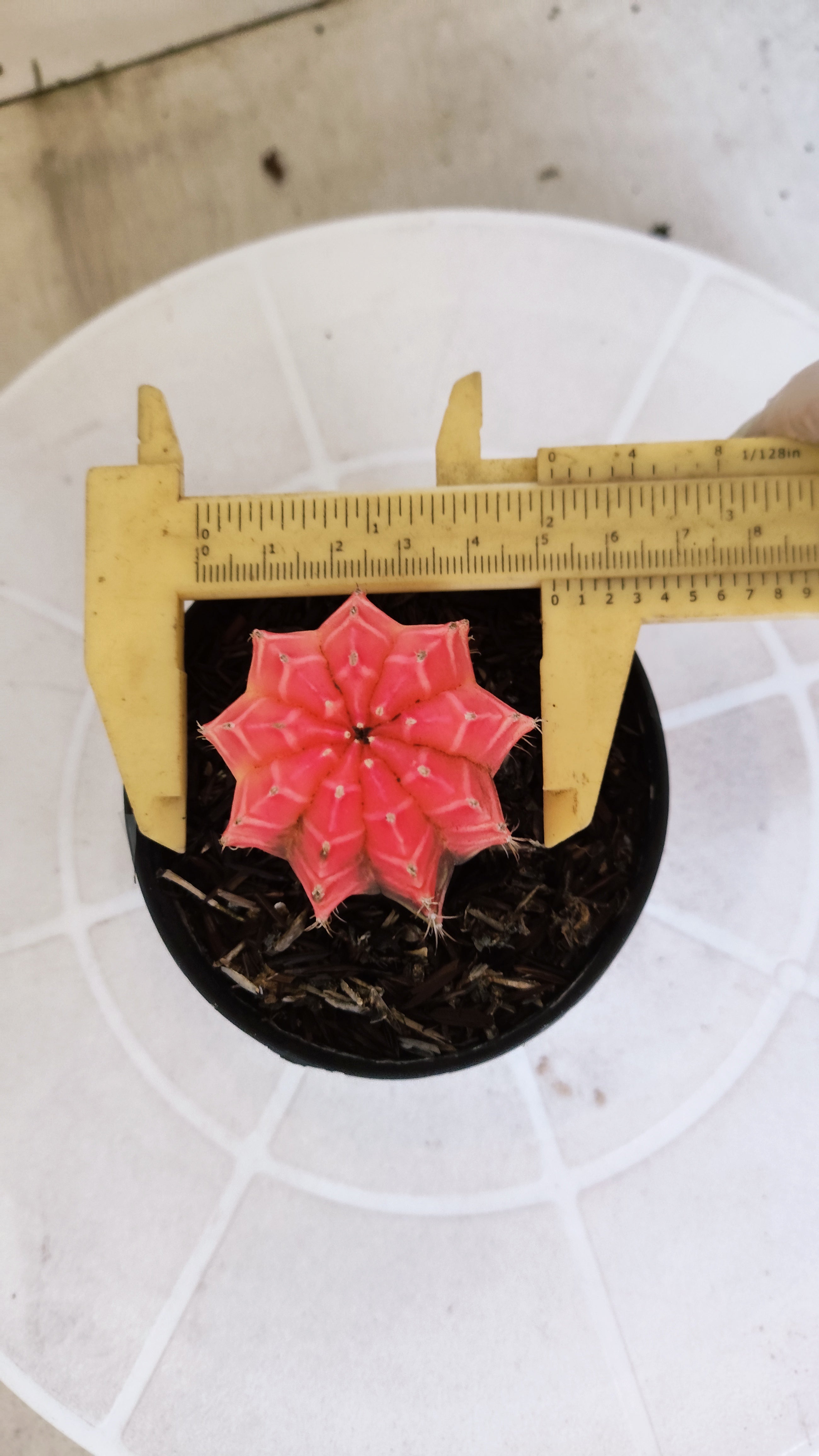 MATRIZ Gymnocalycium Mihanovichii “Variegata” Nº 1311 – vaso 09