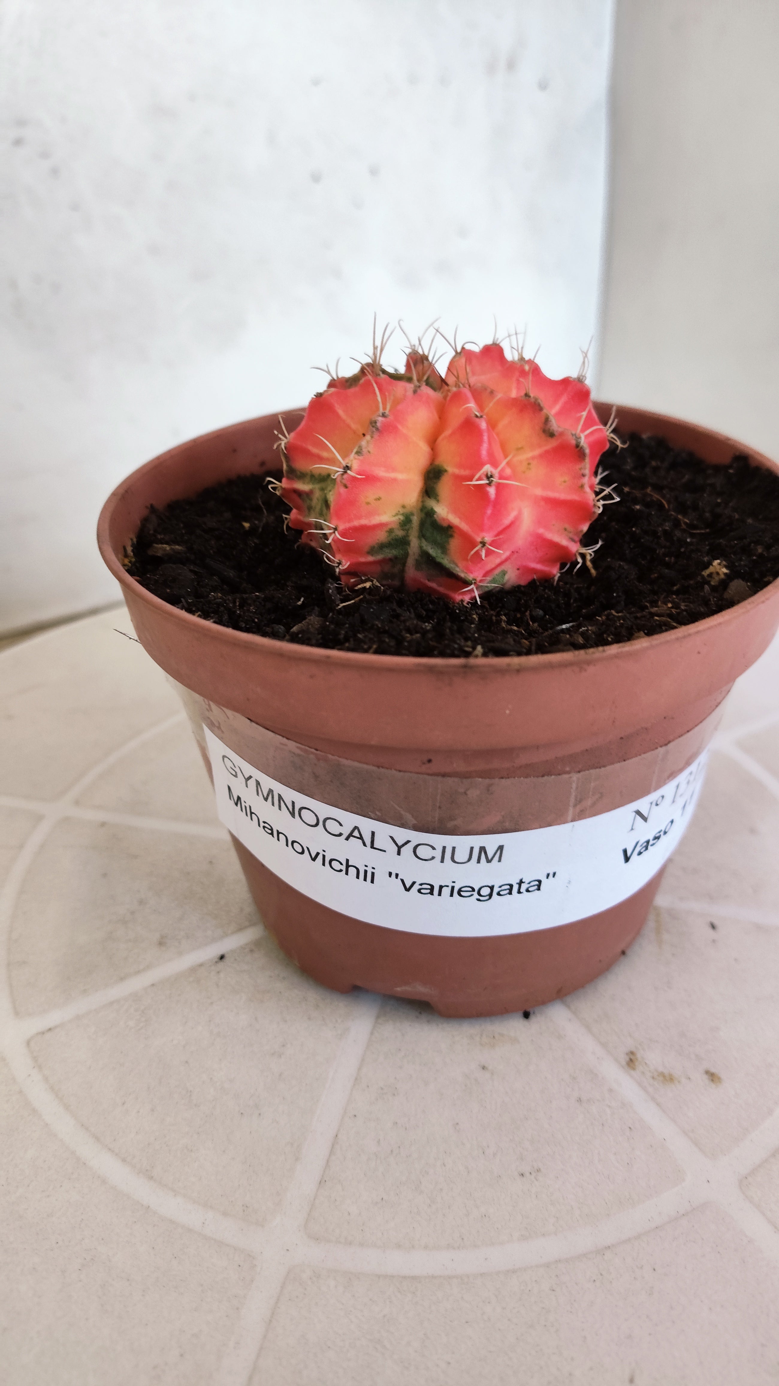 MATRIZ Gymnocalycium Mihanovichii “Variegata” Nº 1314 – vaso 11