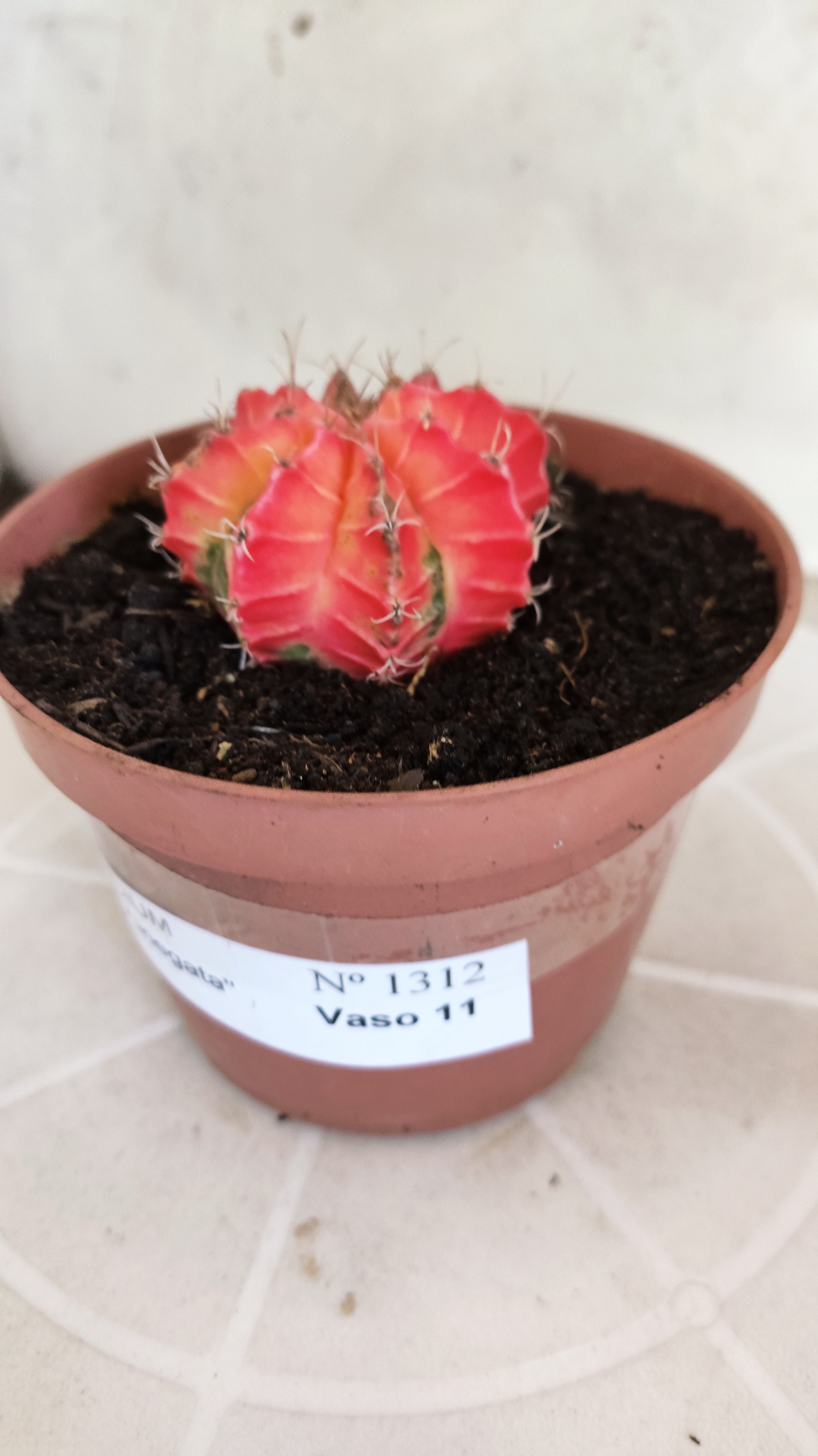 MATRIZ Gymnocalycium Mihanovichii “Variegata” Nº 1314 – vaso 11