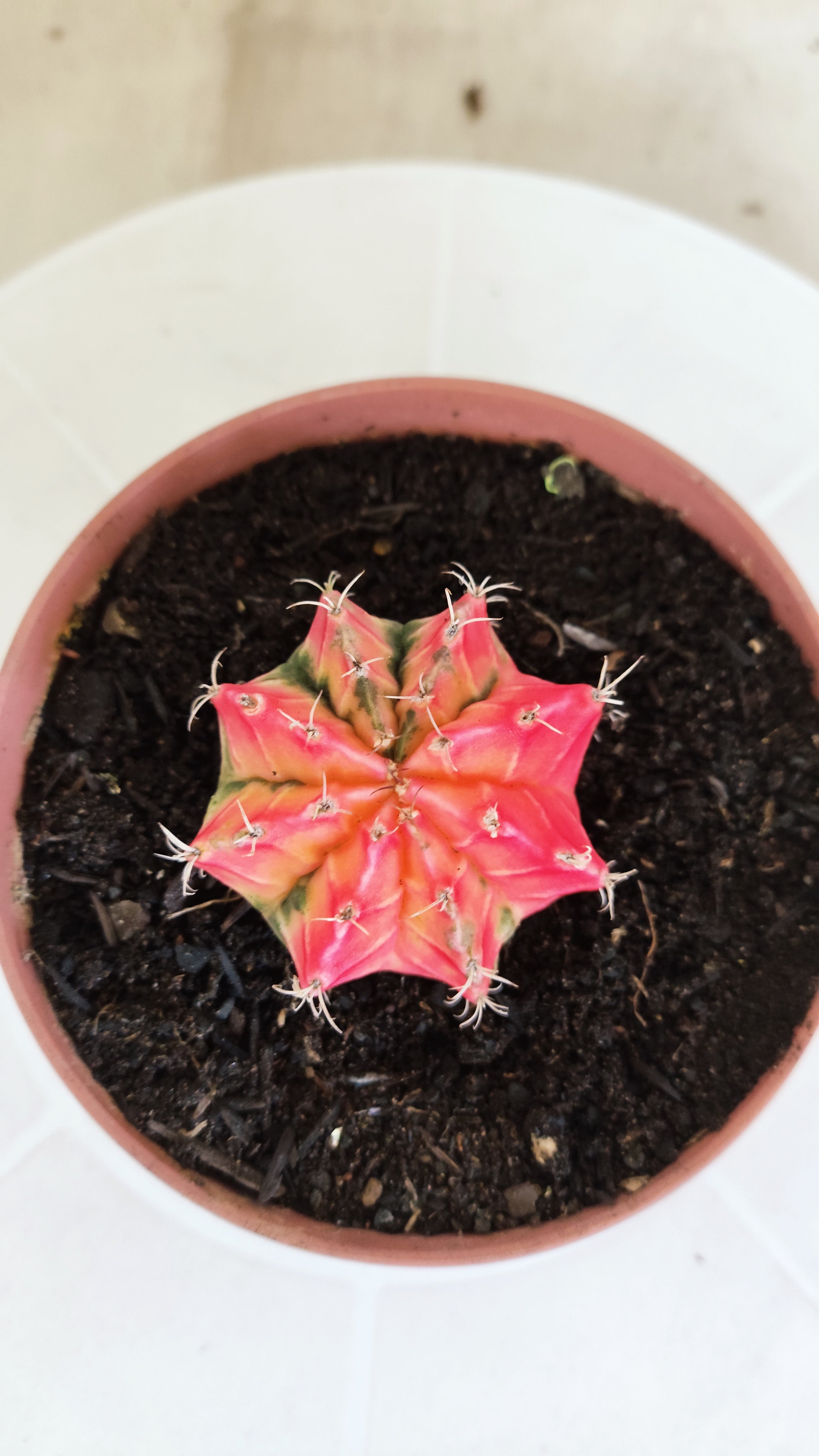 MATRIZ Gymnocalycium Mihanovichii “Variegata” Nº 1314 – vaso 11