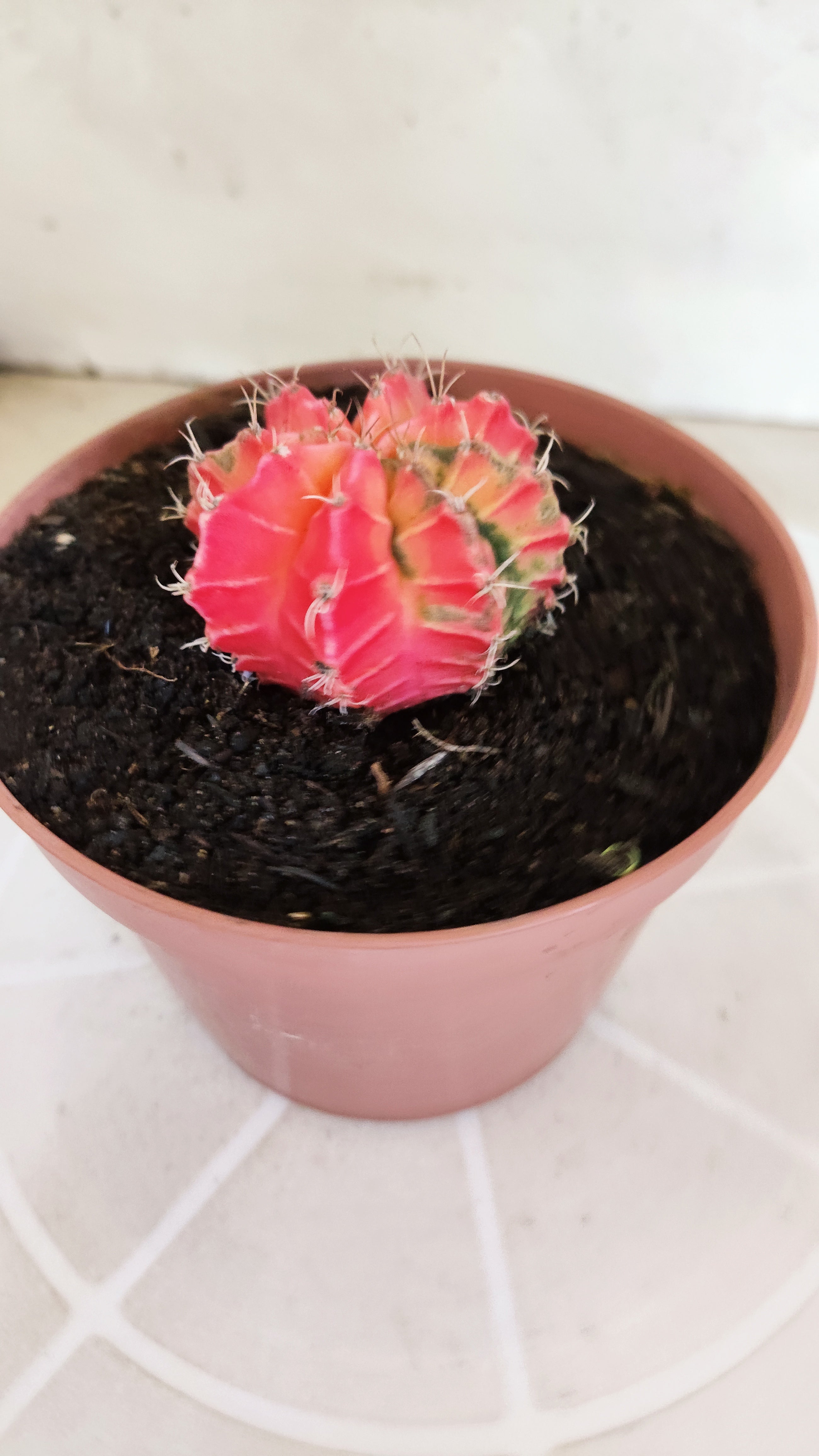 MATRIZ Gymnocalycium Mihanovichii “Variegata” Nº 1314 – vaso 11