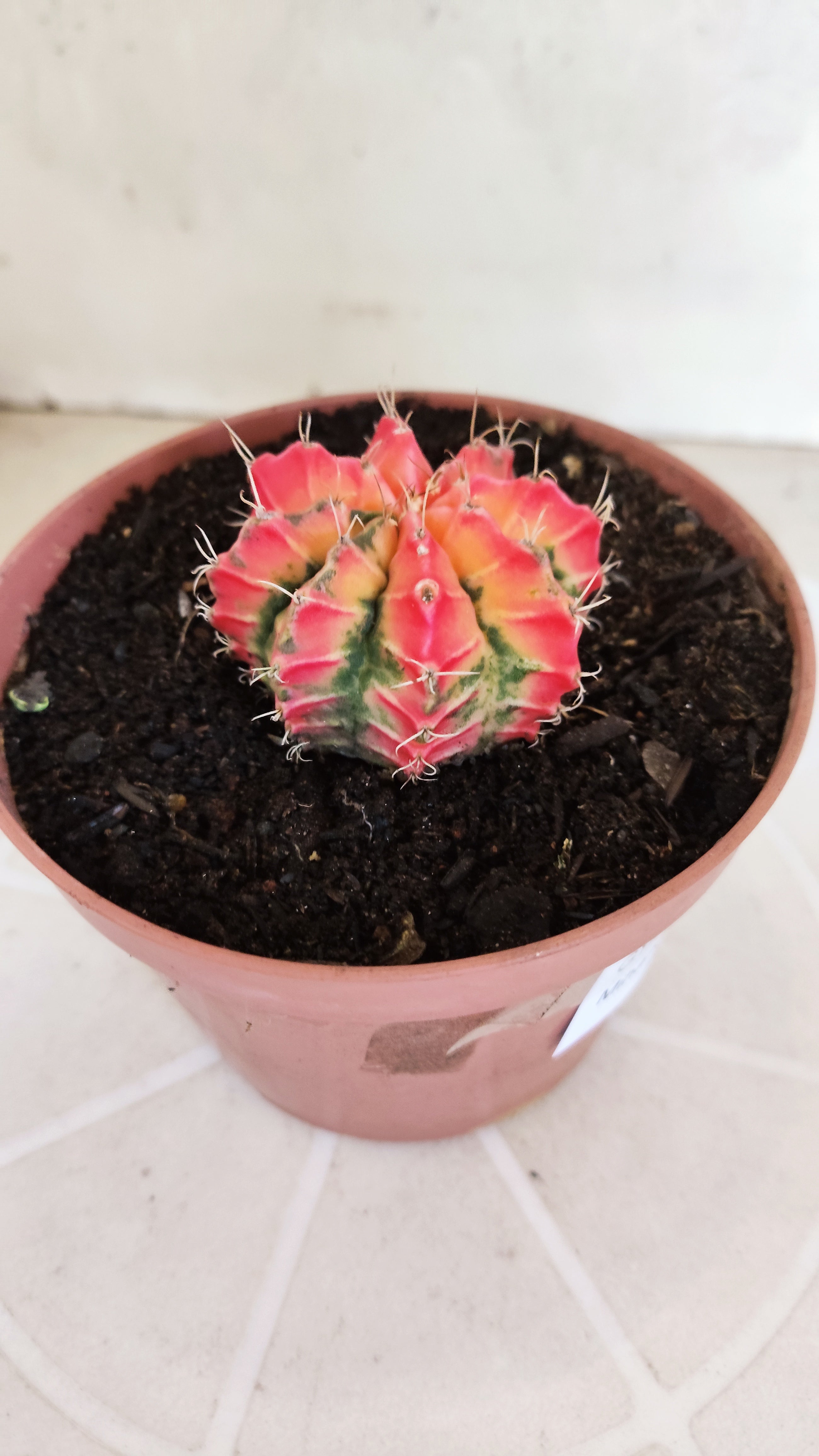 MATRIZ Gymnocalycium Mihanovichii “Variegata” Nº 1314 – vaso 11
