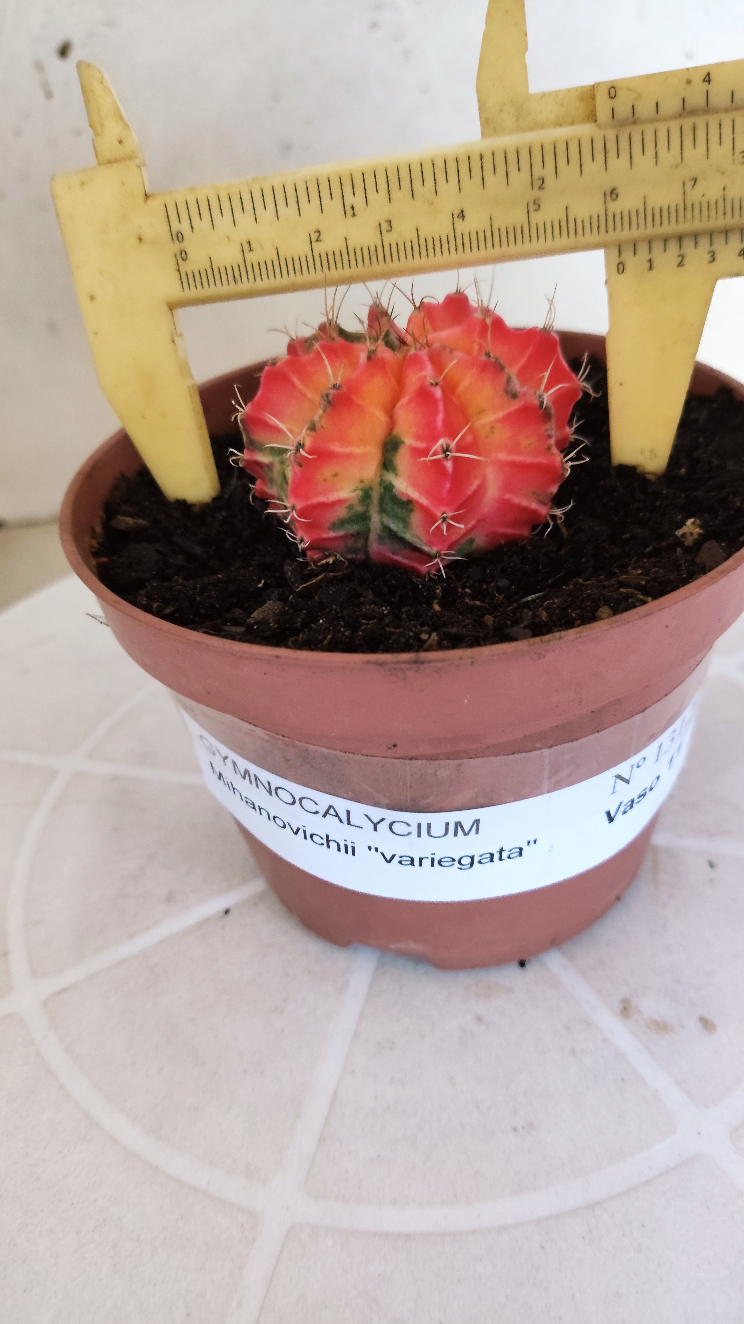 MATRIZ Gymnocalycium Mihanovichii “Variegata” Nº 1314 – vaso 11