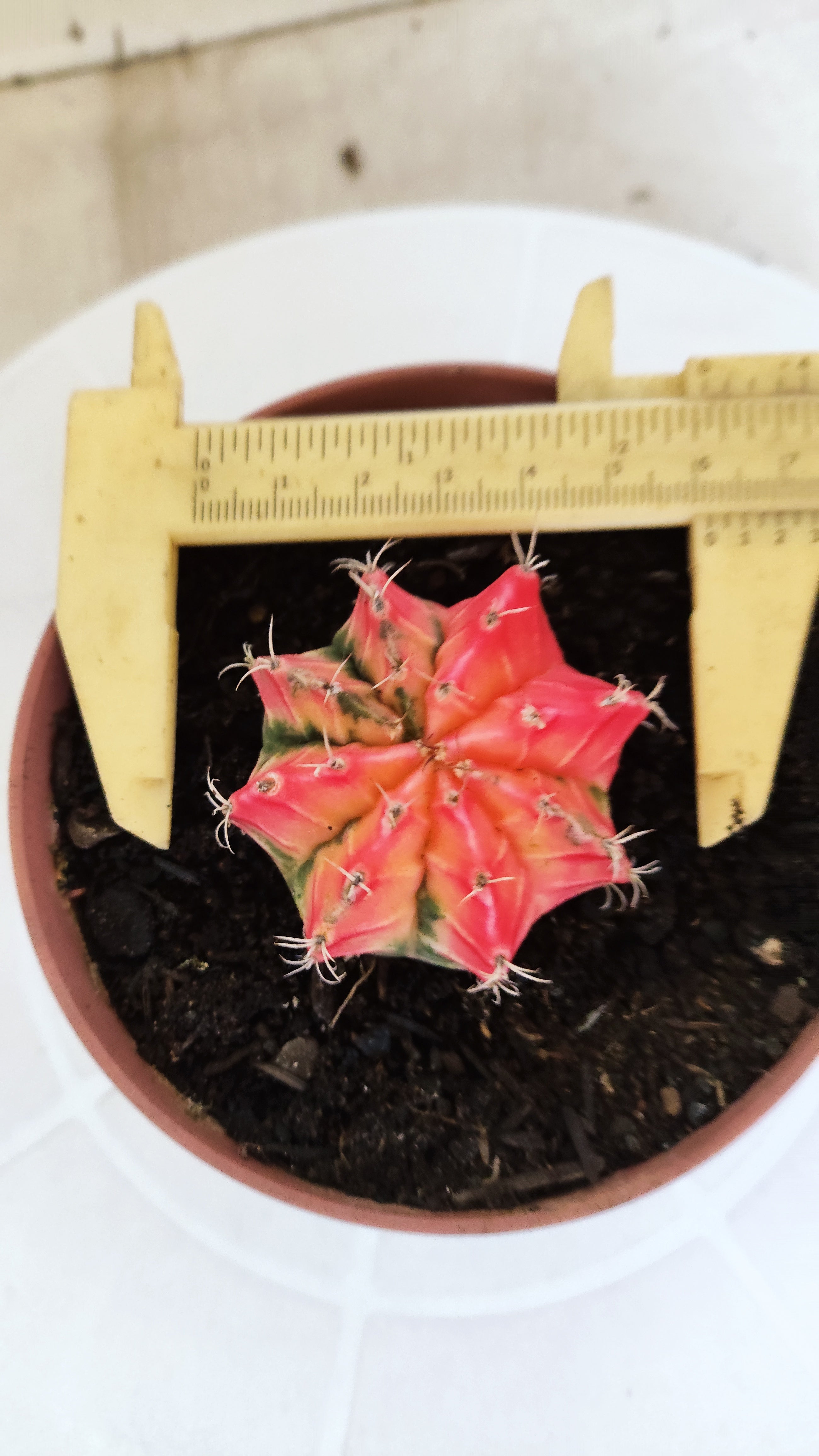 MATRIZ Gymnocalycium Mihanovichii “Variegata” Nº 1314 – vaso 11