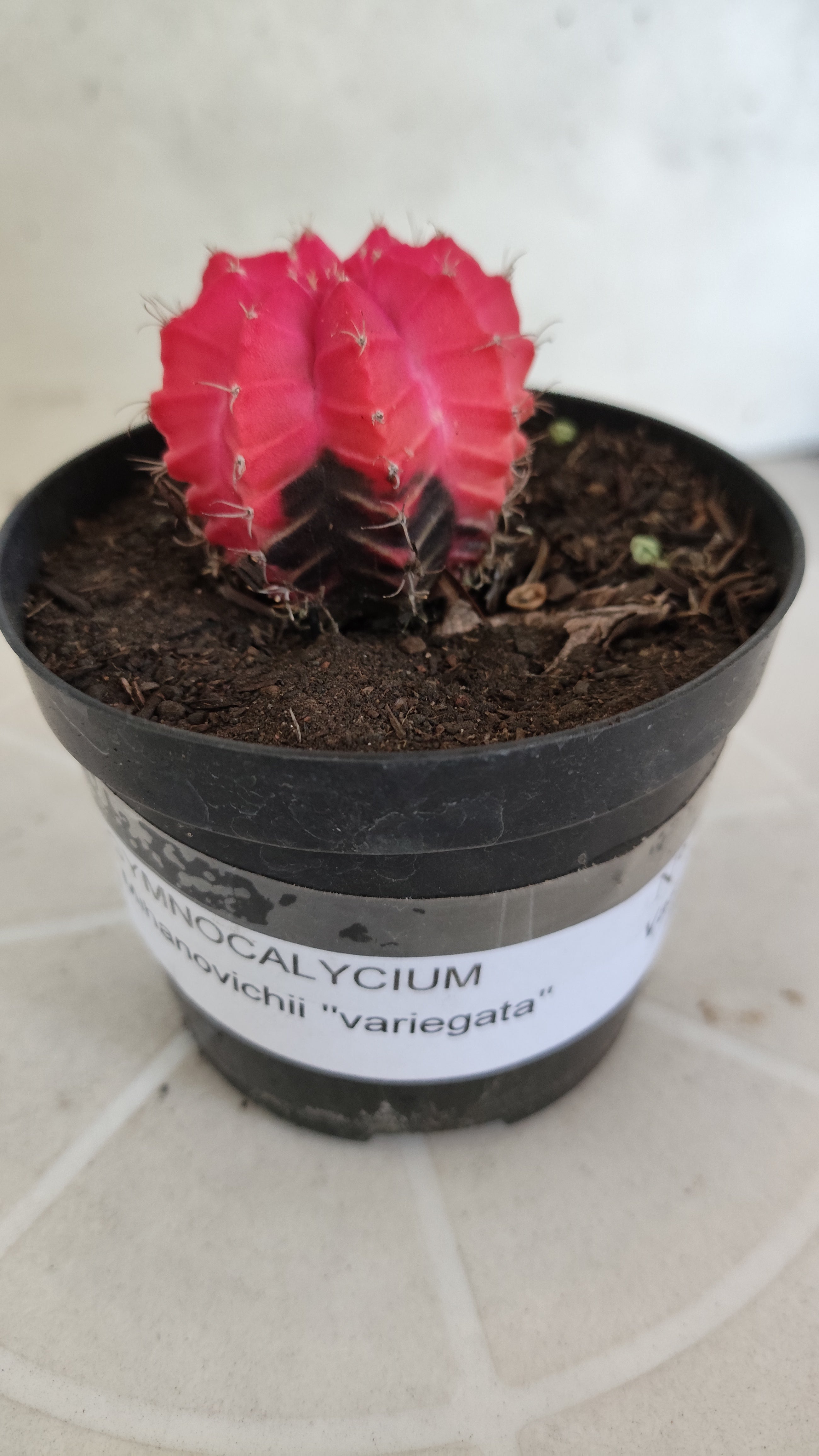 MATRIZ Gymnocalycium Mihanovichii “Variegata” Nº 1313 – vaso 09