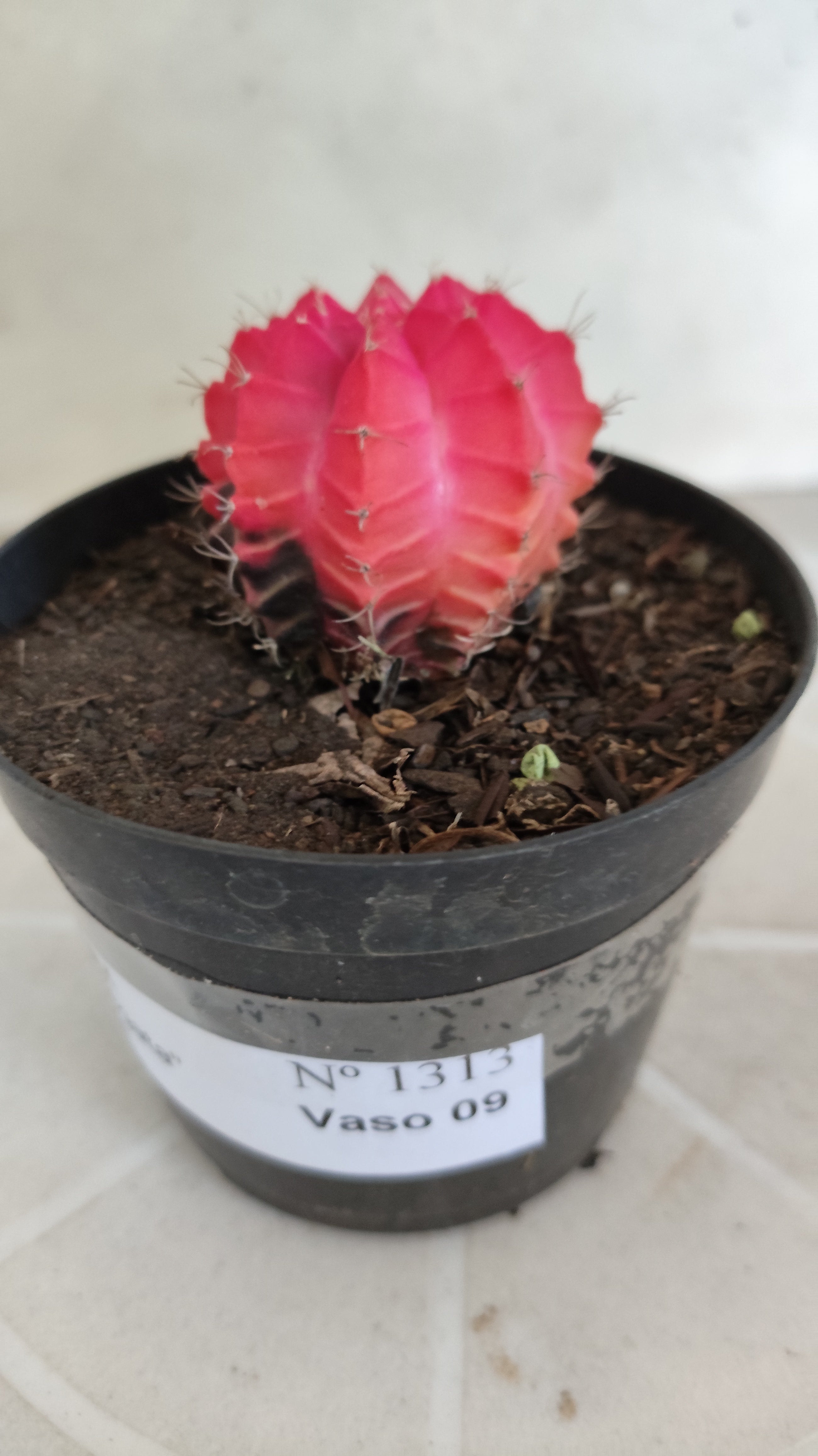 MATRIZ Gymnocalycium Mihanovichii “Variegata” Nº 1313 – vaso 09