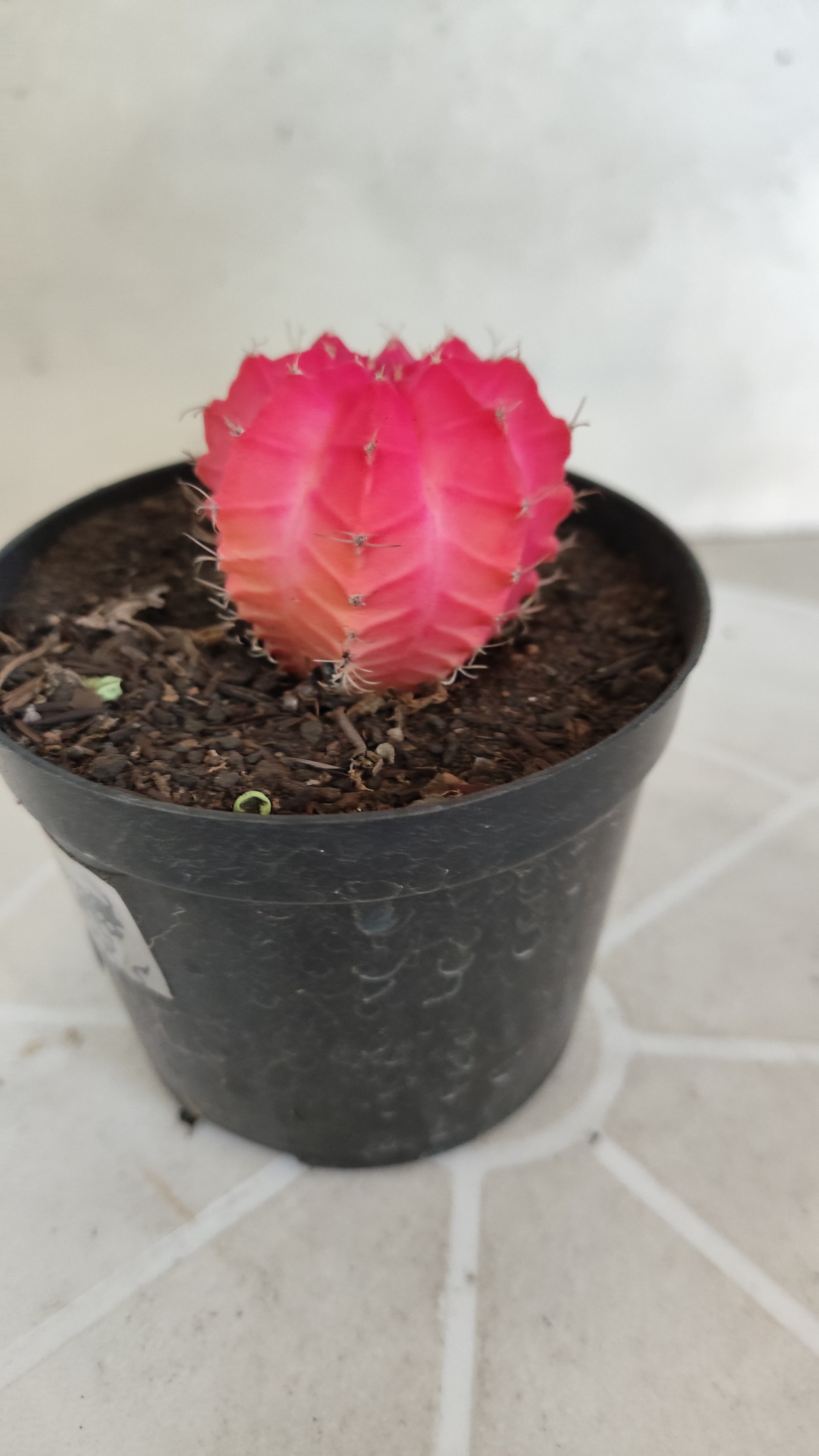 MATRIZ Gymnocalycium Mihanovichii “Variegata” Nº 1313 – vaso 09