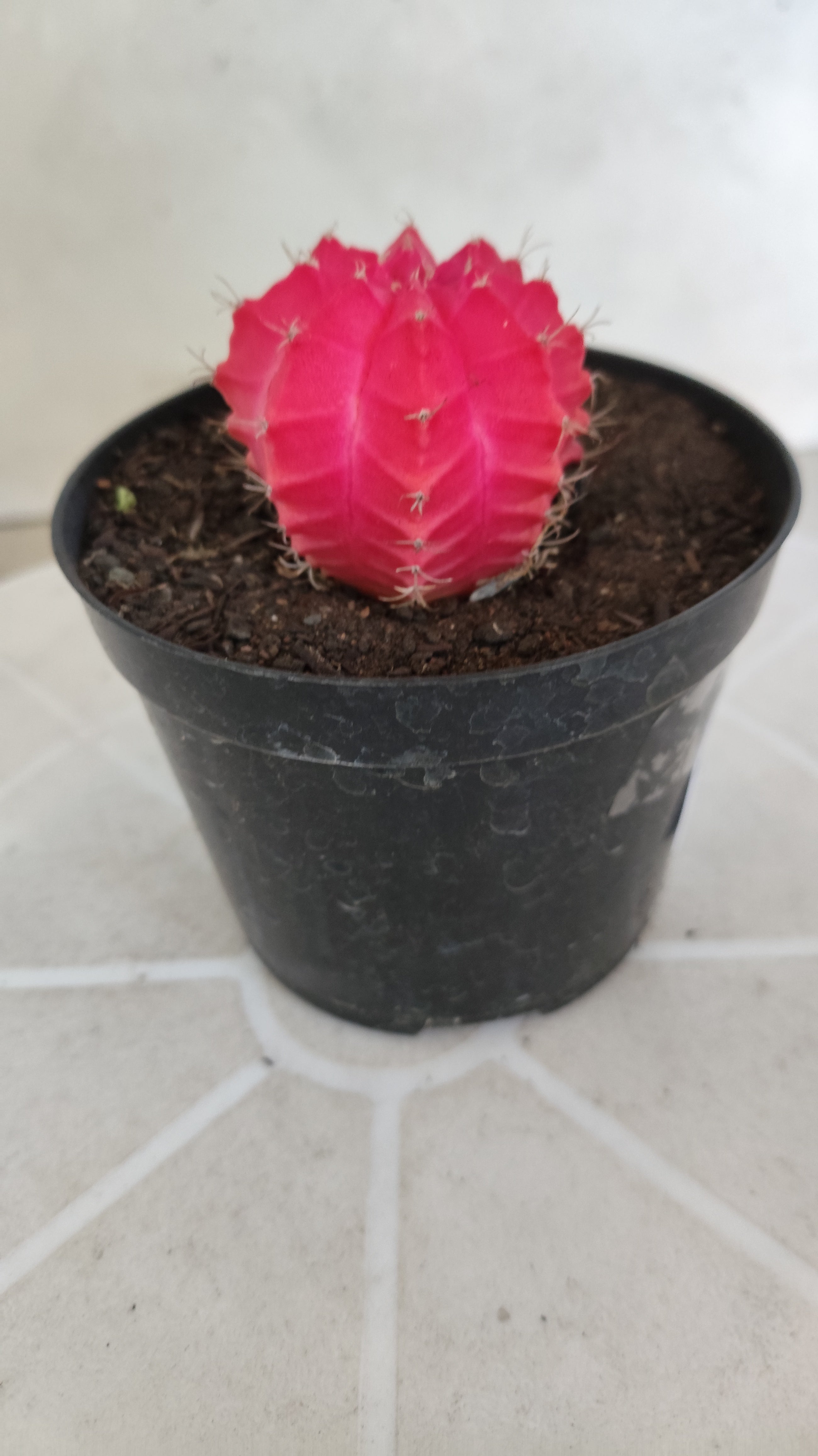 MATRIZ Gymnocalycium Mihanovichii “Variegata” Nº 1313 – vaso 09