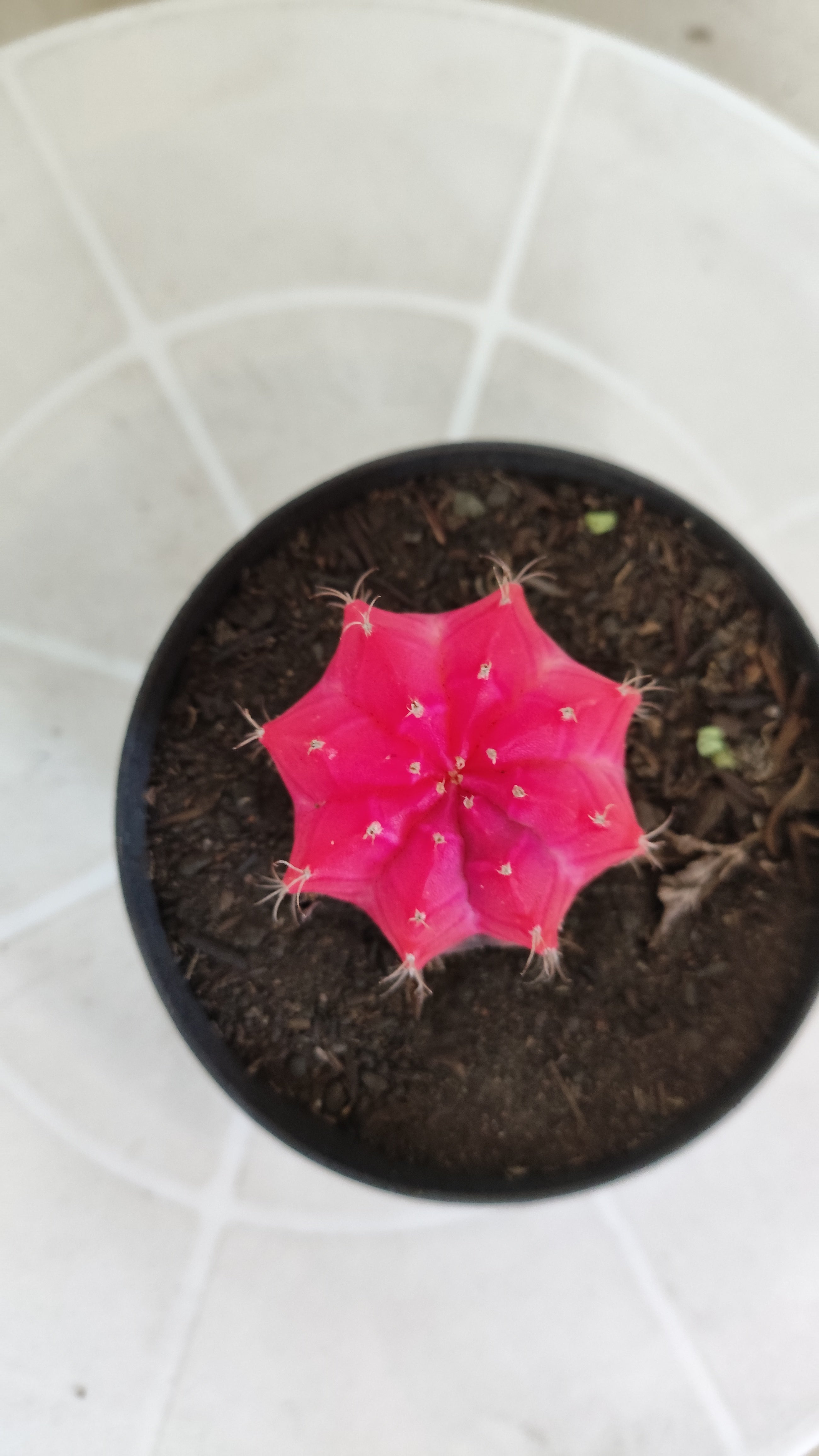 MATRIZ Gymnocalycium Mihanovichii “Variegata” Nº 1313 – vaso 09