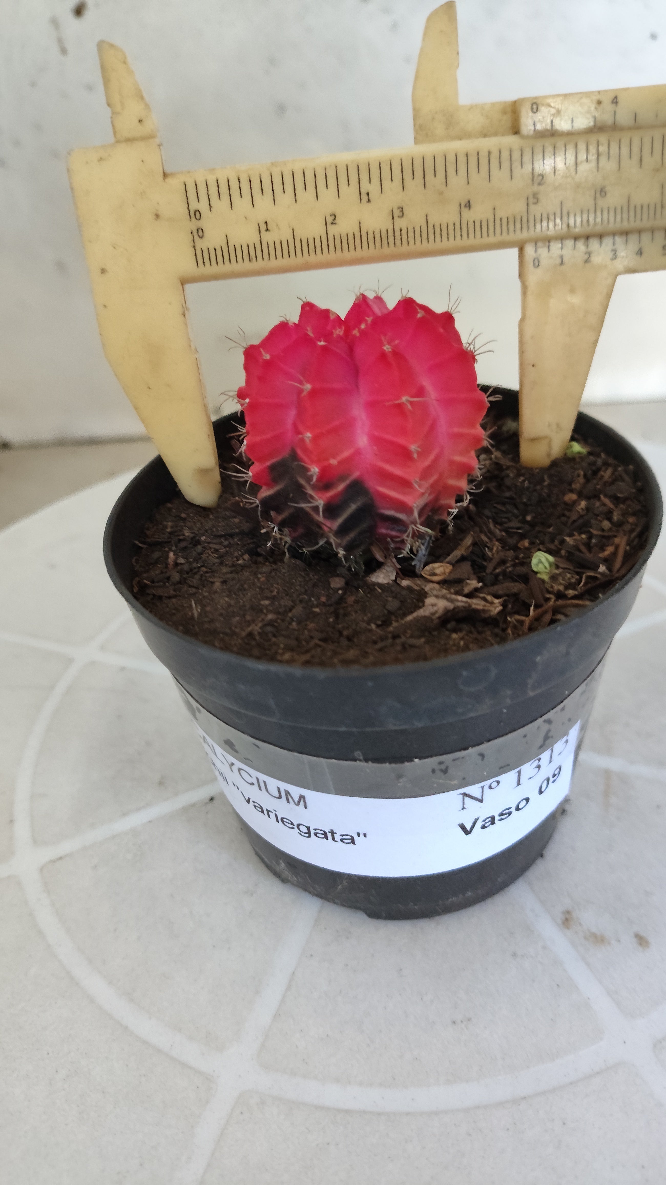 MATRIZ Gymnocalycium Mihanovichii “Variegata” Nº 1313 – vaso 09