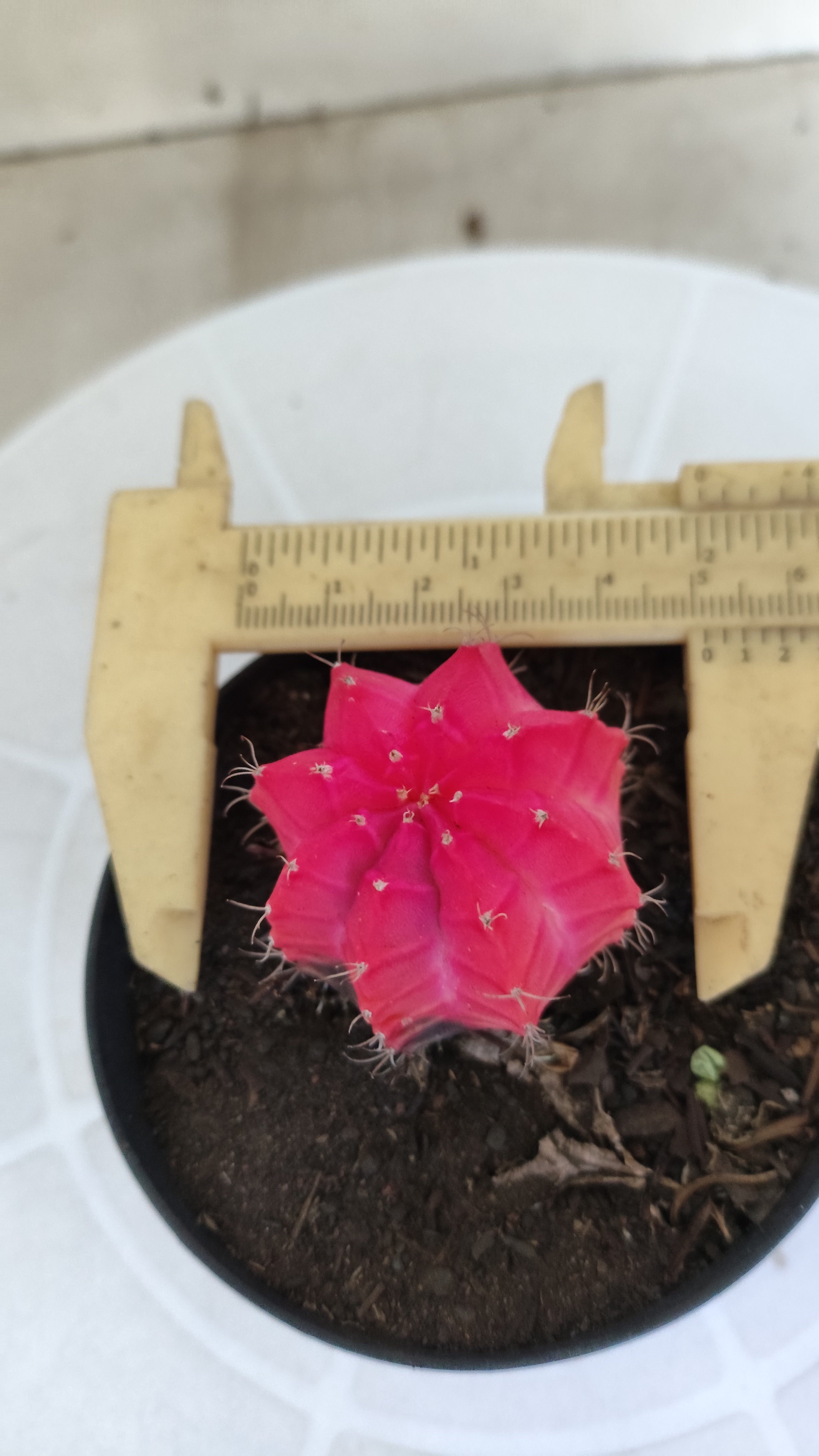 MATRIZ Gymnocalycium Mihanovichii “Variegata” Nº 1313 – vaso 09