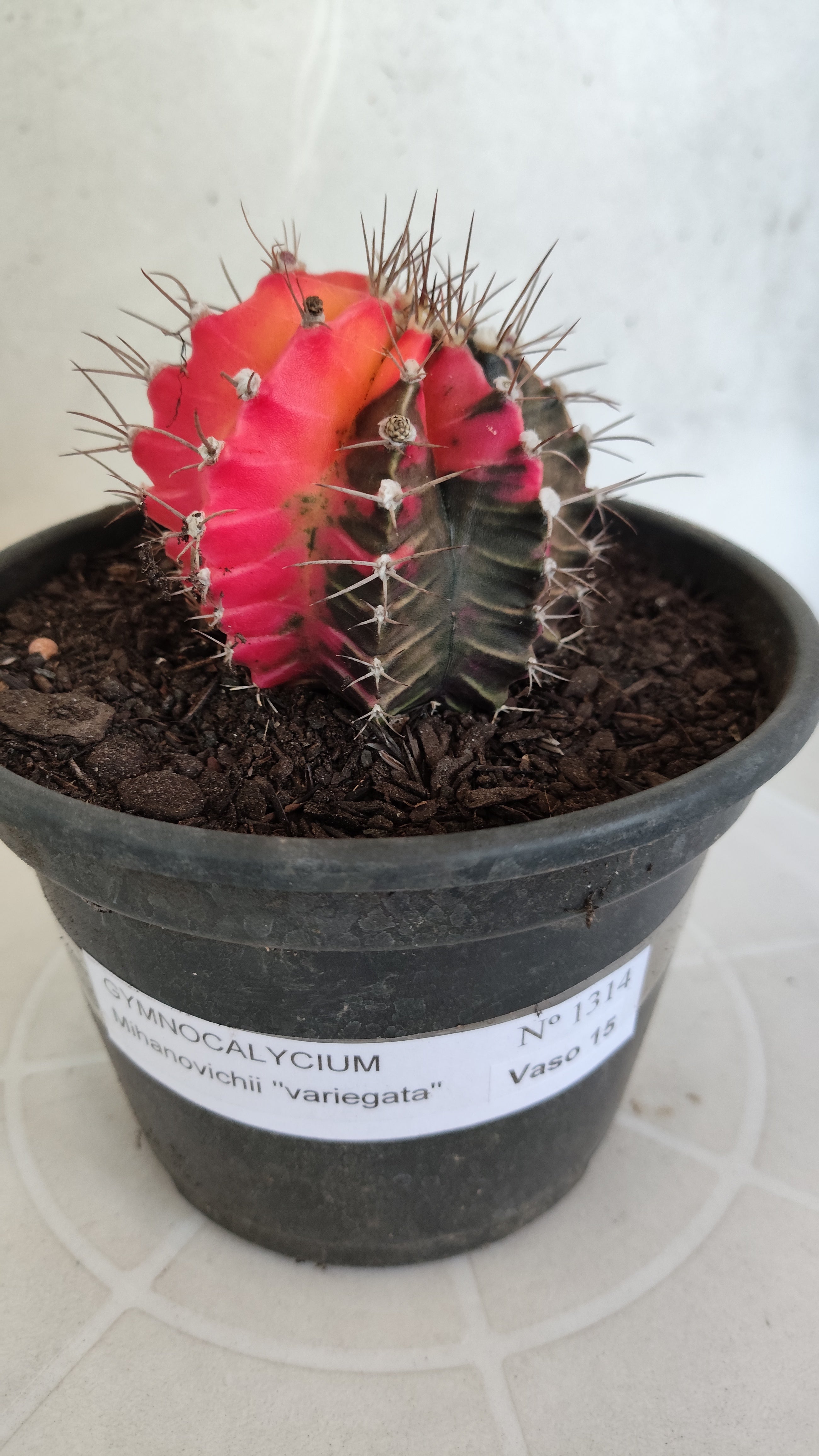 Matriz GYMNOCALYCIUM Mihanovichii Variegata Nº 1314 – vaso 15