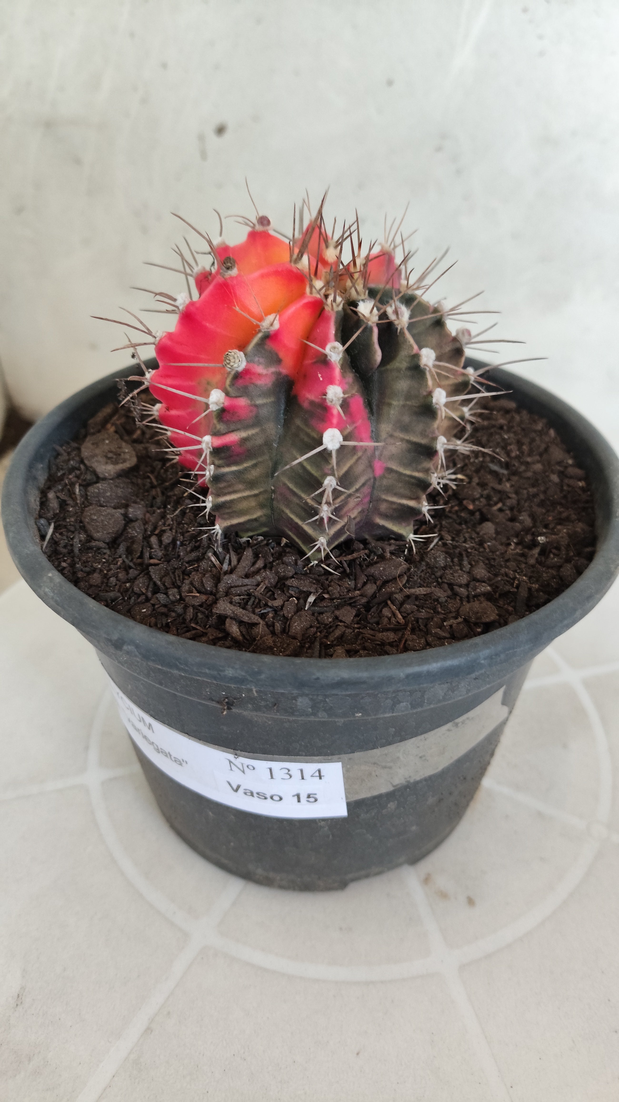 Matriz GYMNOCALYCIUM Mihanovichii Variegata Nº 1314 – vaso 15