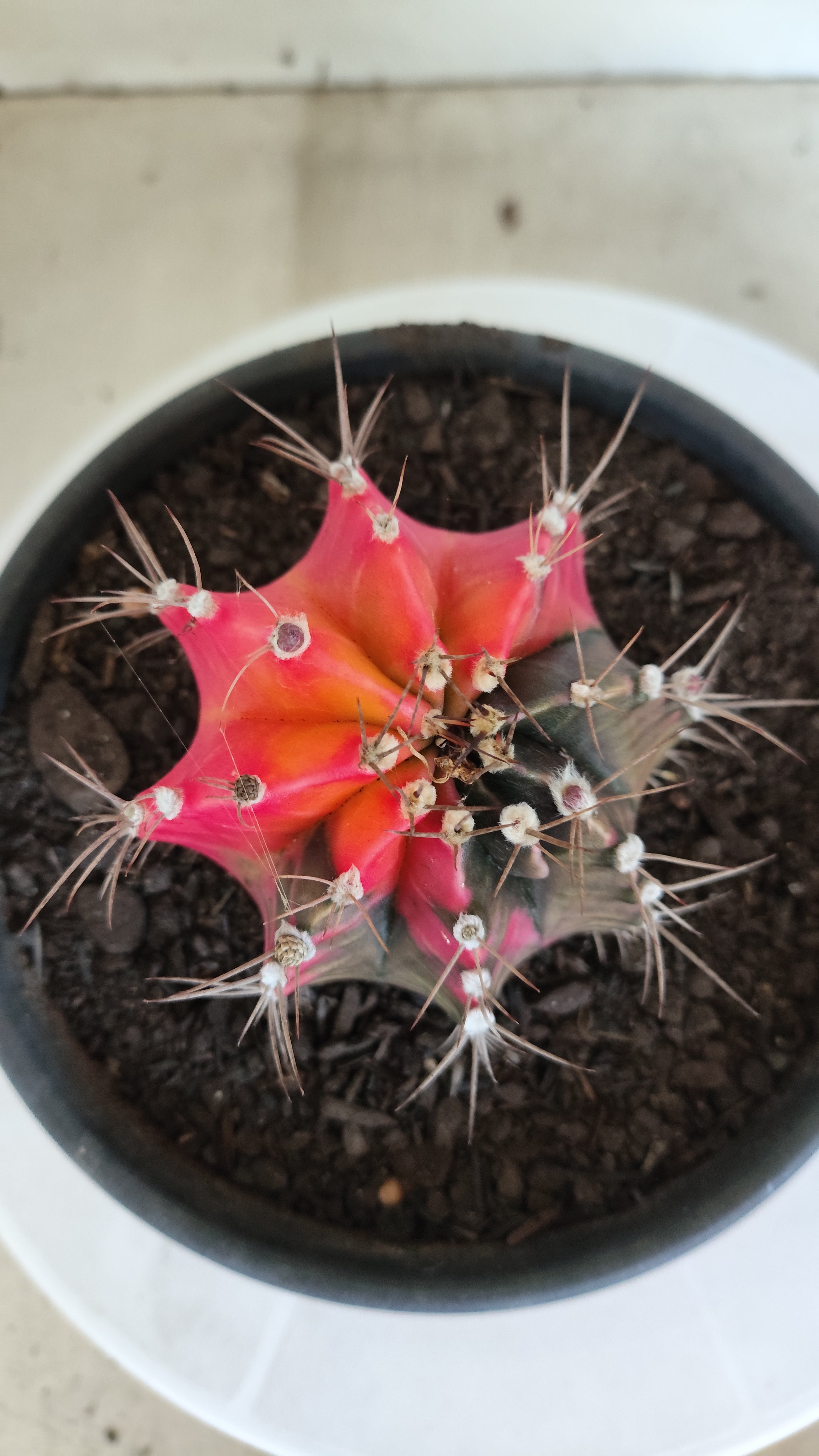 Matriz GYMNOCALYCIUM Mihanovichii Variegata Nº 1314 – vaso 15
