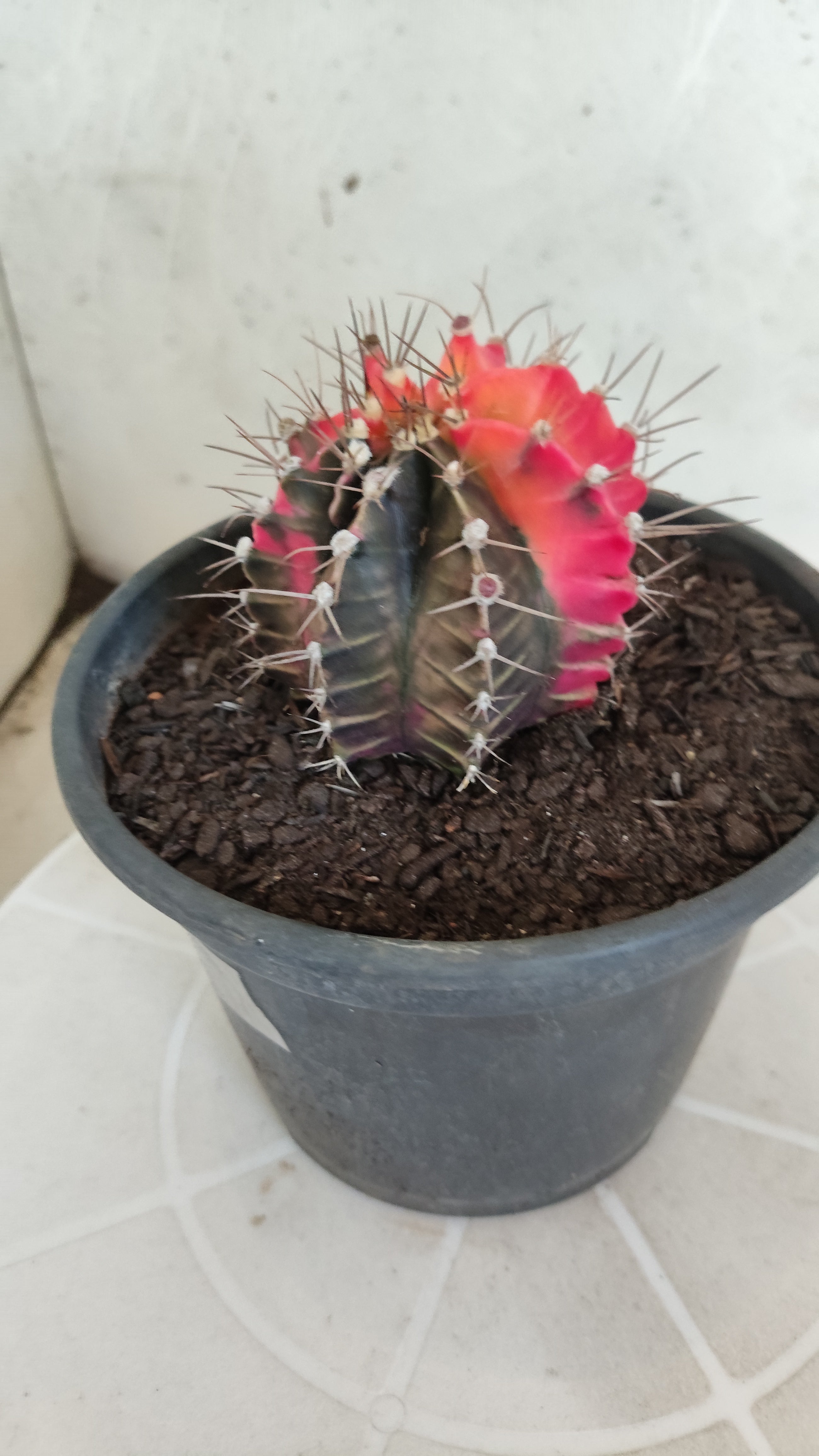 Matriz GYMNOCALYCIUM Mihanovichii Variegata Nº 1314 – vaso 15