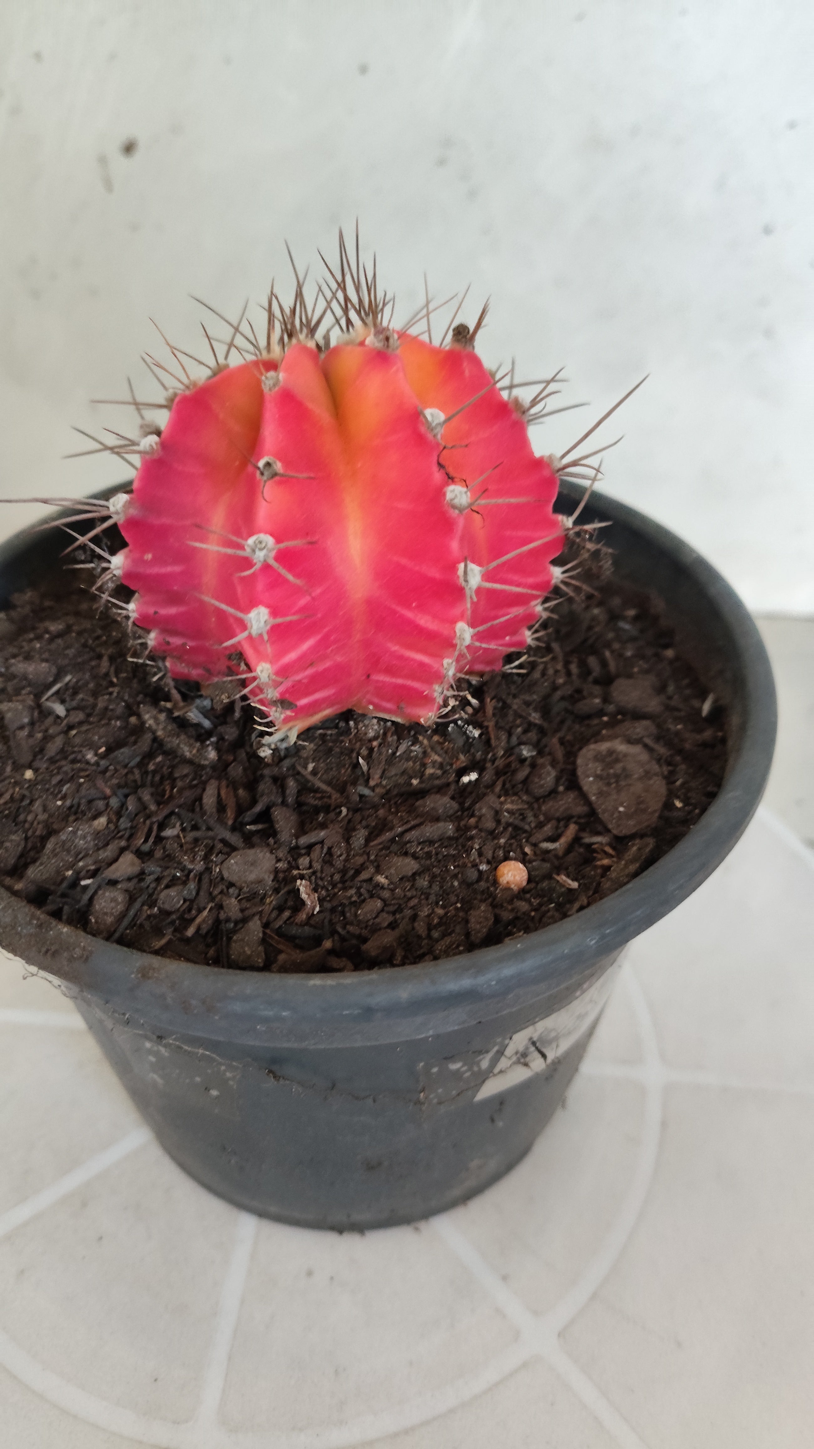 Matriz GYMNOCALYCIUM Mihanovichii Variegata Nº 1314 – vaso 15